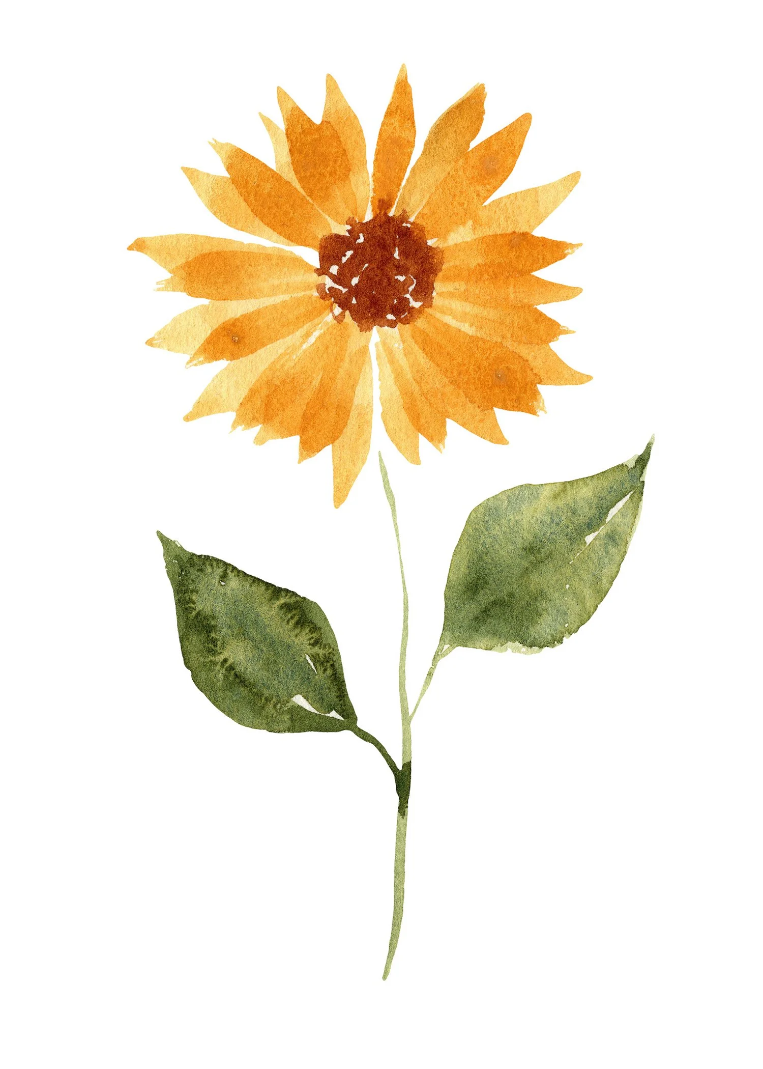 Sunflower cardisle.jpg