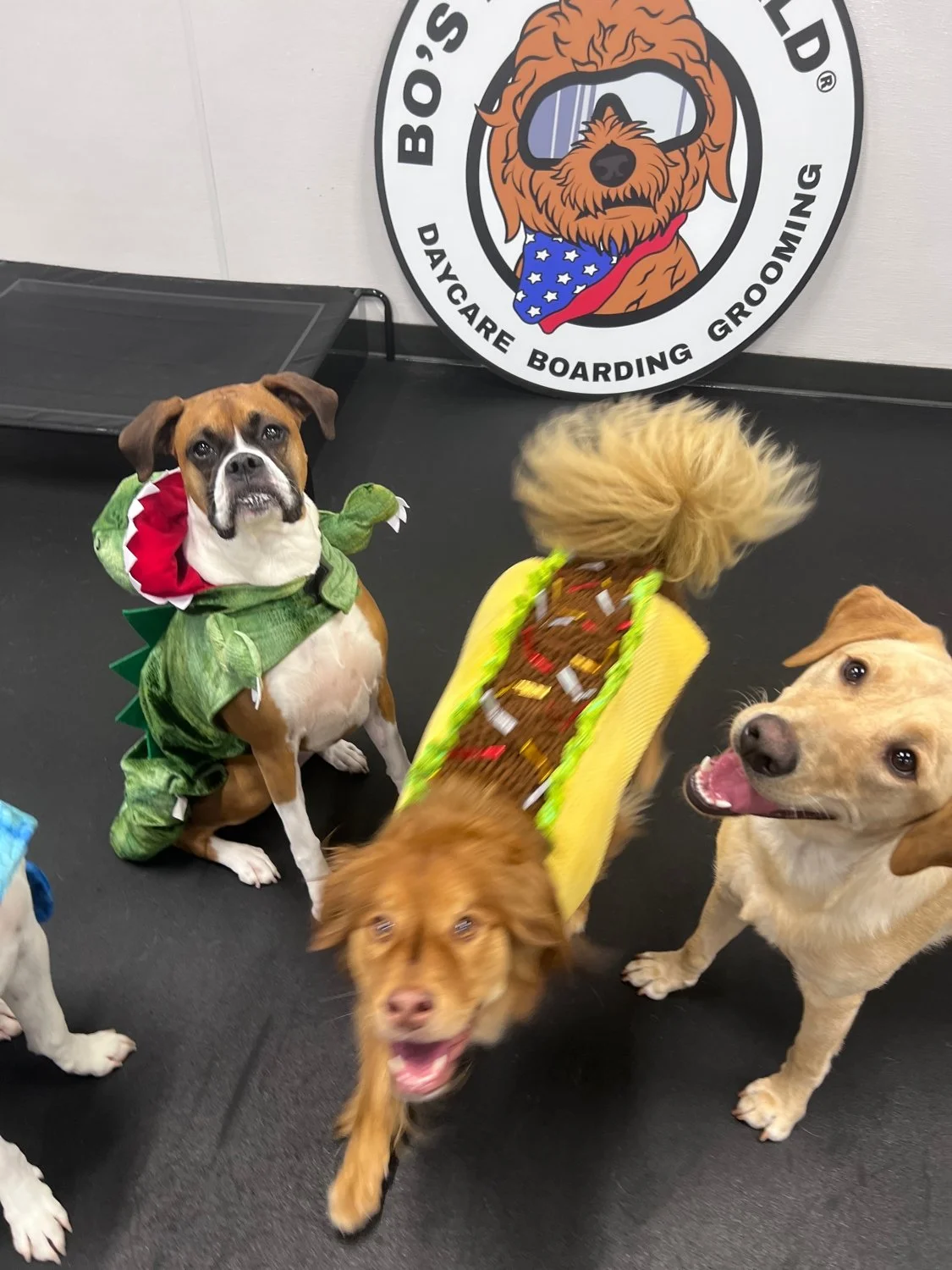 The Ultimate Guide to Seattle DogFriendly Hotels Bo’s Dog World®