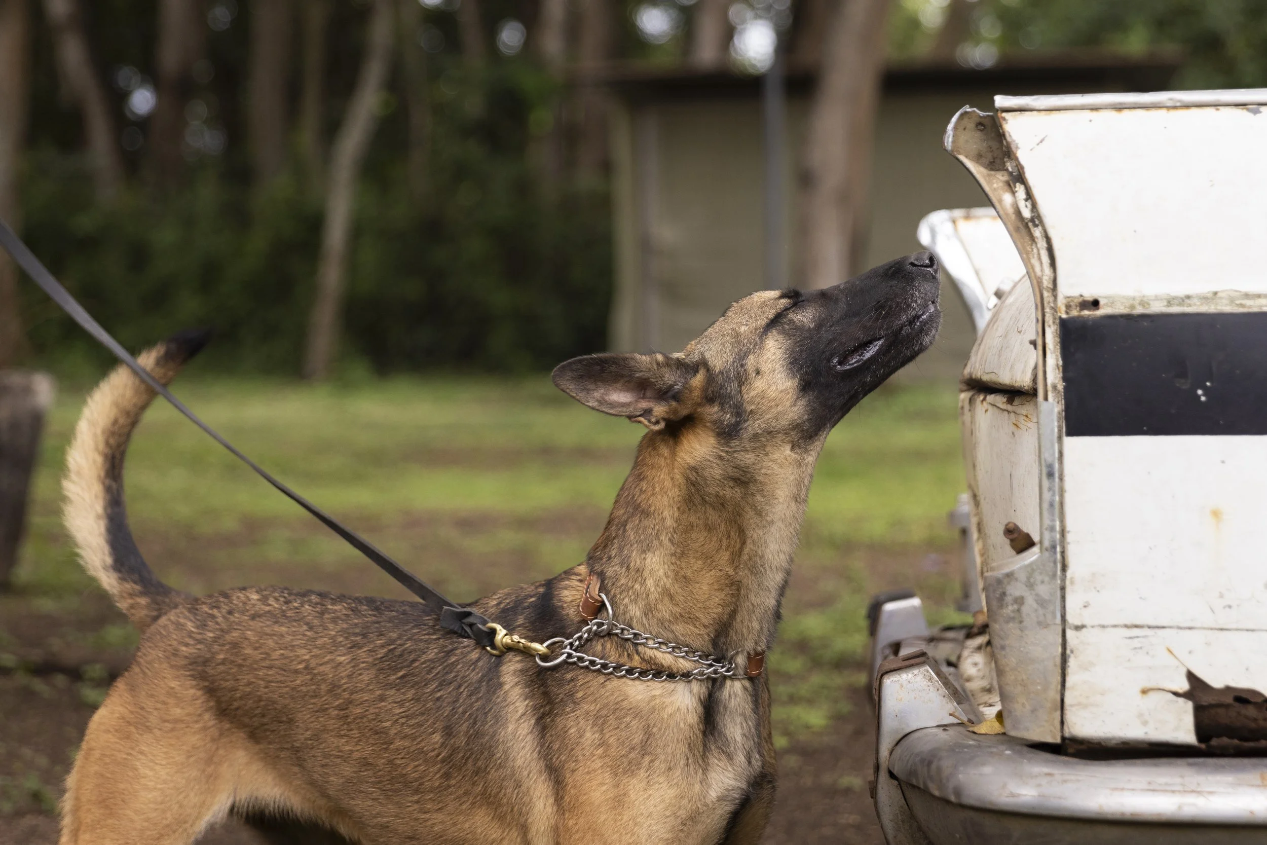 Kuru_DogSchool_MegVogel_00021.JPG
