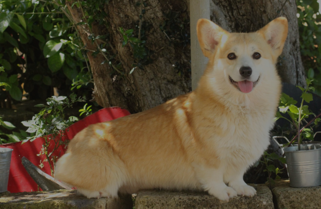 La azza del Corgi – Little Bears Corgi