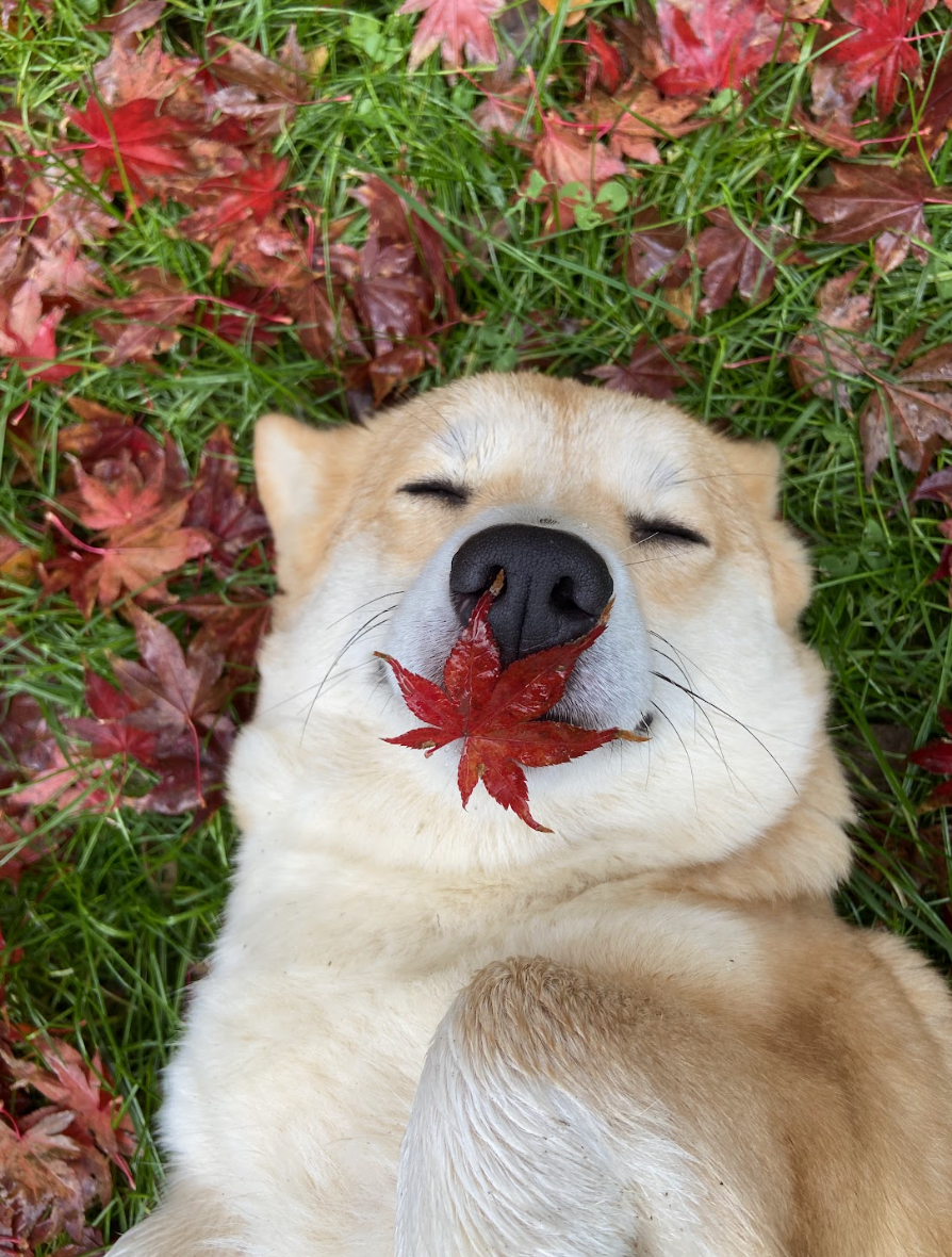 Schermata 2023-08-26 alle 11.02.26.png