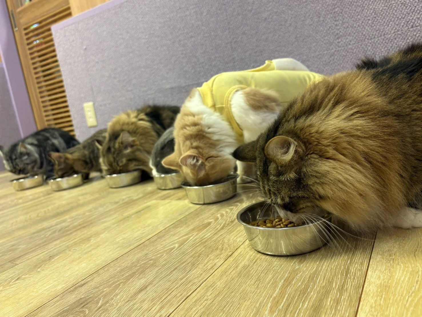 猫ごはん.jpg