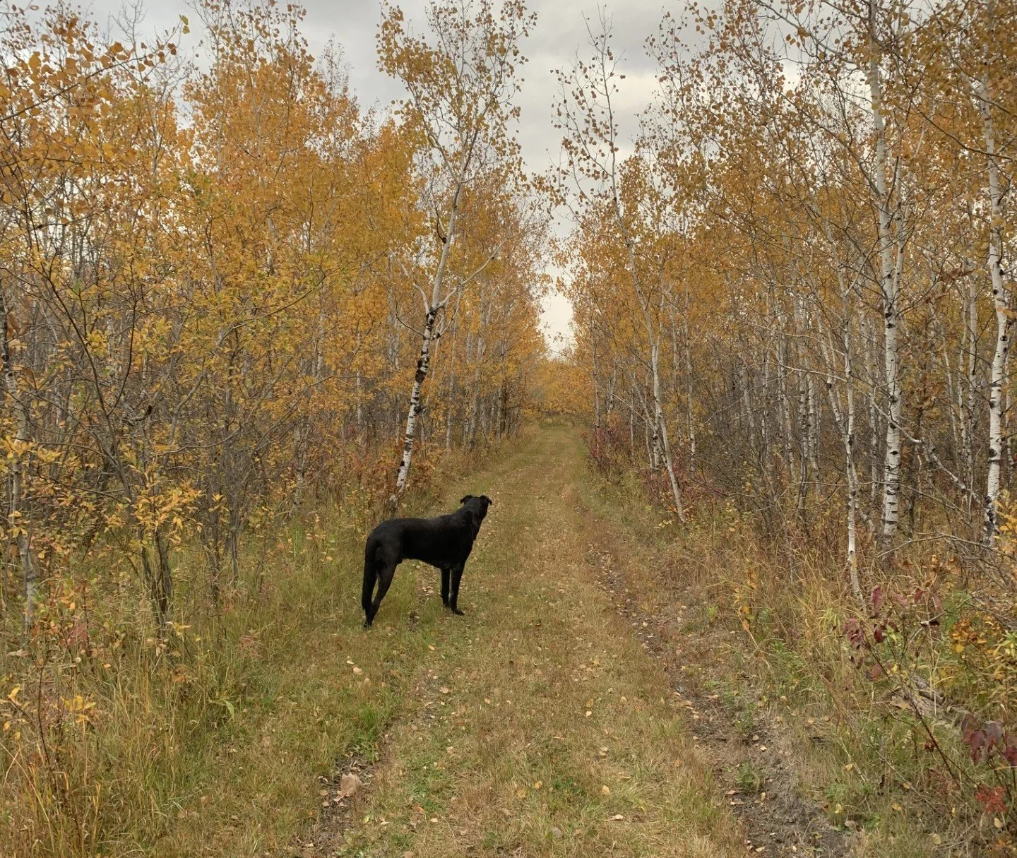 To the Farm