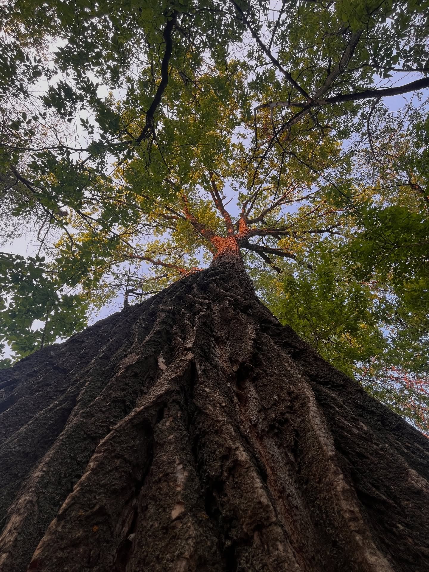 Oh what a lovely tree you are. I really can't help stopping and giving you a hug when I bike past

Check out the link on my bio for the latest article on Reasonably Late: The Trews, the Game, and a Few Dollars Lost

#nature #tall #perspective #love