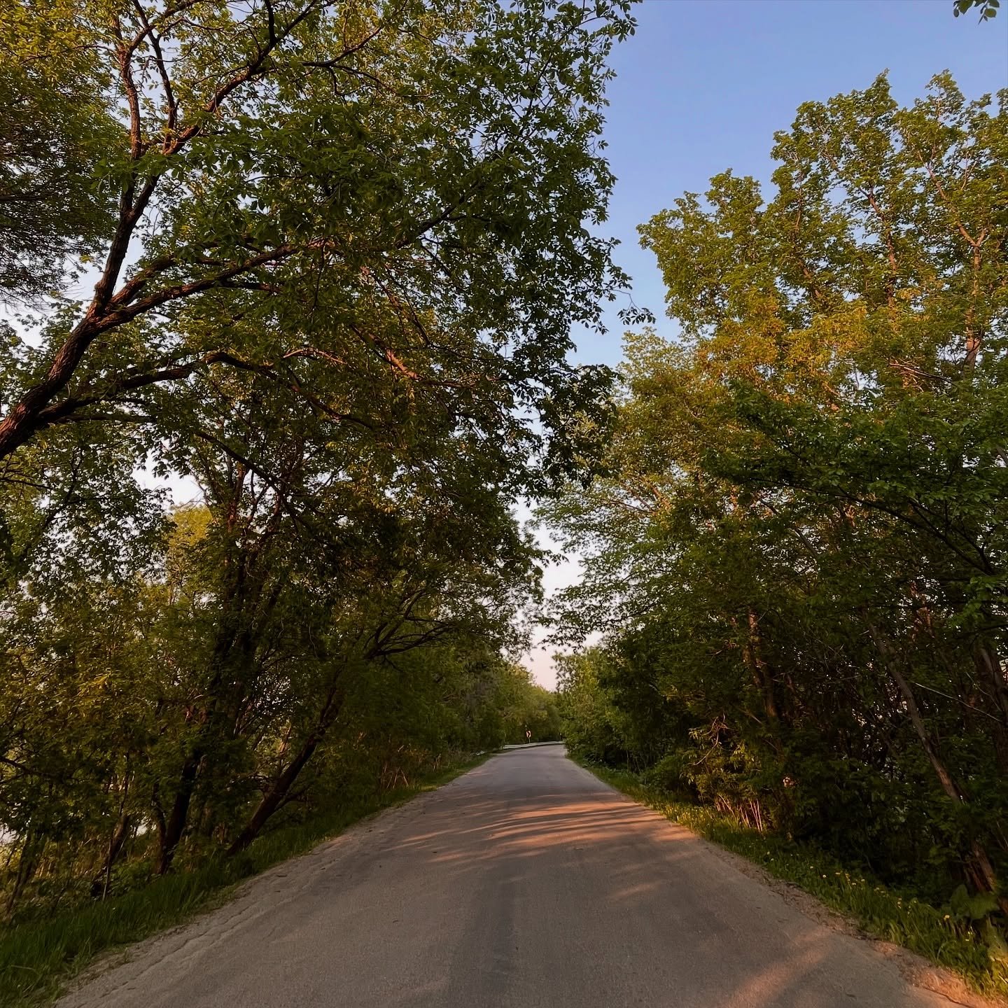 A quiet walk is the perfect way to start the day. The only ones awake are you and the birds

Check out the link in my bio for my new article: The Trews, the Game and a Few Lost Dollars

#nature #urban #forest #peacefull