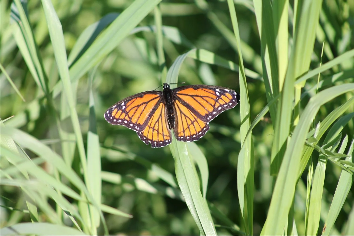 A lovely butterfly

#photos #dohashtagswork #nature #green