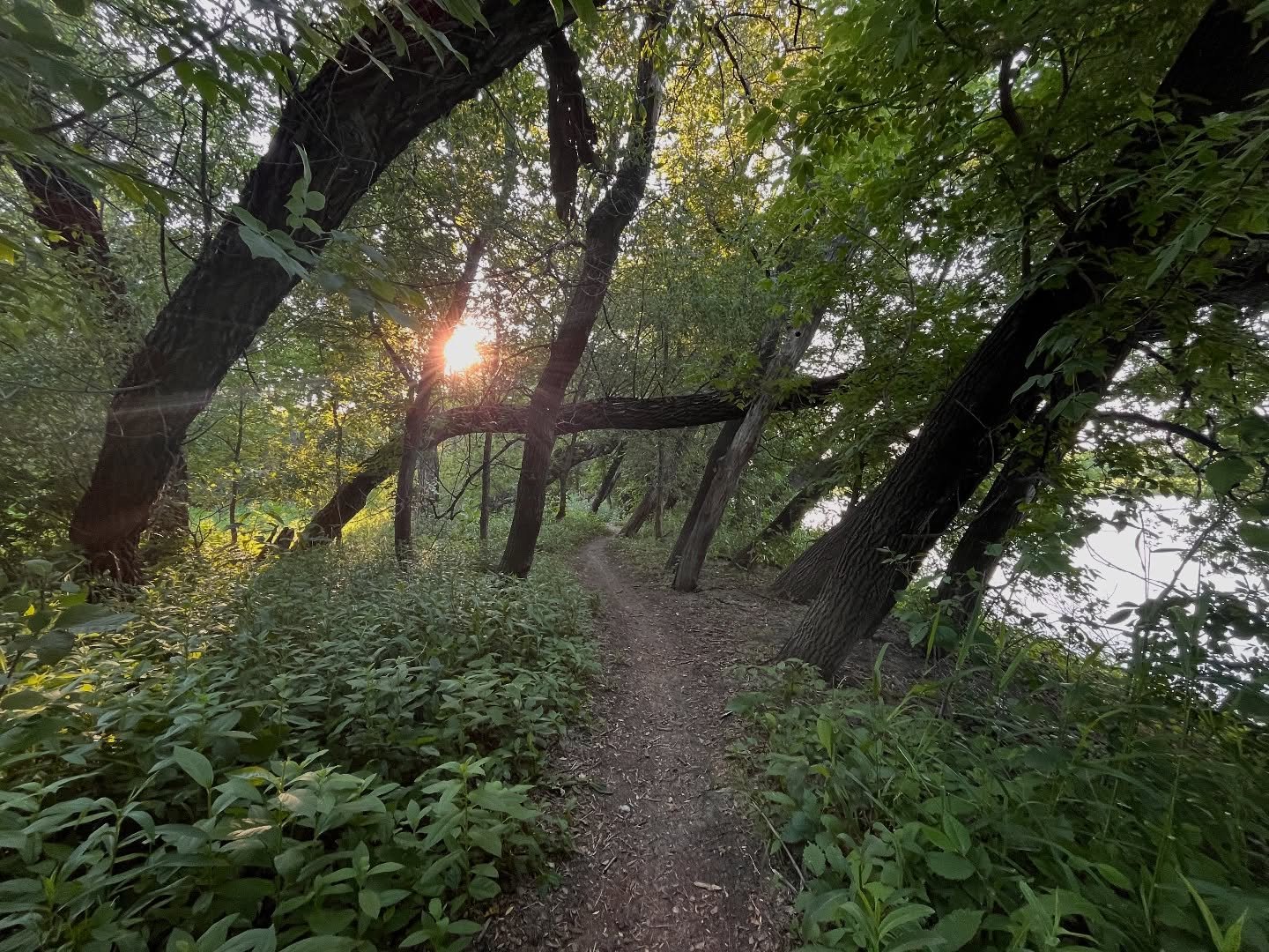 I've taken to cataloguing my bookshelves through an app called Bookshelf. It's been so relaxing and calming to do. Categorizing every genre, every shelf the book is on, helping to track my shelves. I absolutely love it. If you've got a big book colle