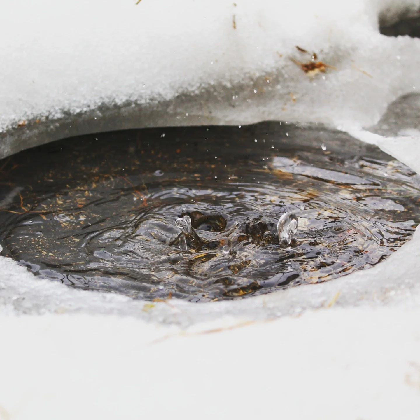 The slow thaw of spring. What does spring make you think about? Does it make you feel any sort of way?

From March 2016

#WaterDrop #SplashPhotography #MacroPhotography #SpringVibes #SlowMotion #NatureDetails #MomentCaptured #PhotographyLovers #Moody
