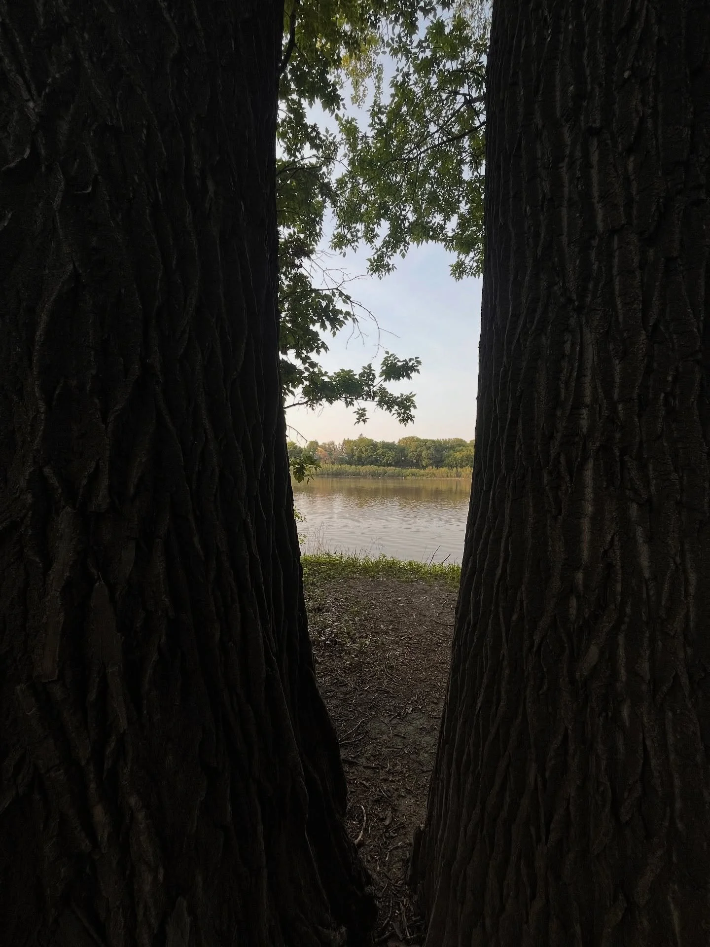 Best view in the house. 

These two trees stand tall along the trail I like to jog, bike or walk. They might be the two tallest on the trail, standing watch over the Red River at boaters and paddlers floating by. I always stop to appreciate them in a