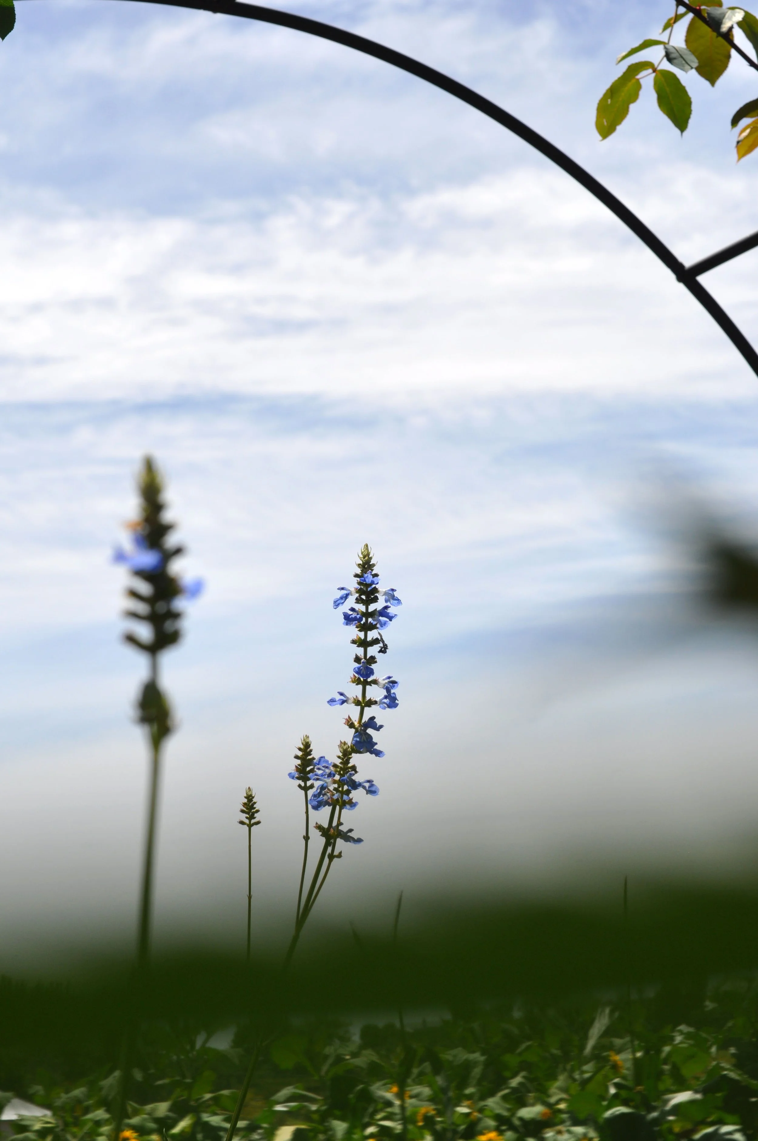 Close-up of purple flowering plant against a partly cloudy sky, with green leaves and other plants in the background.