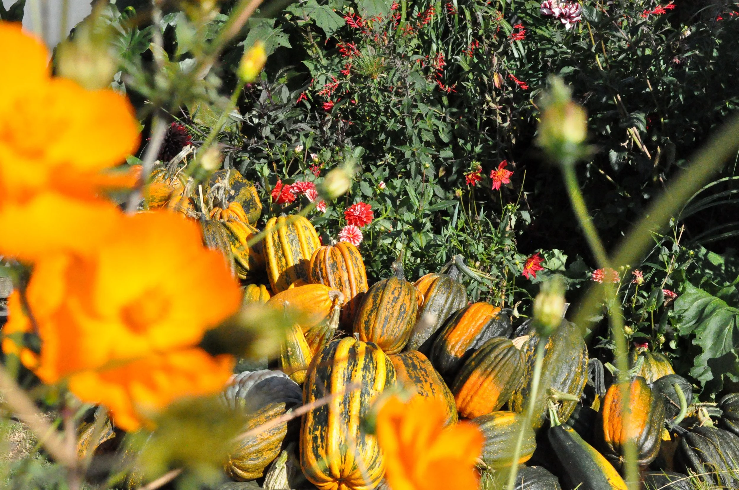 A garden filled with orange and green striped pumpkins, with colorful flowers and greenery in the background.