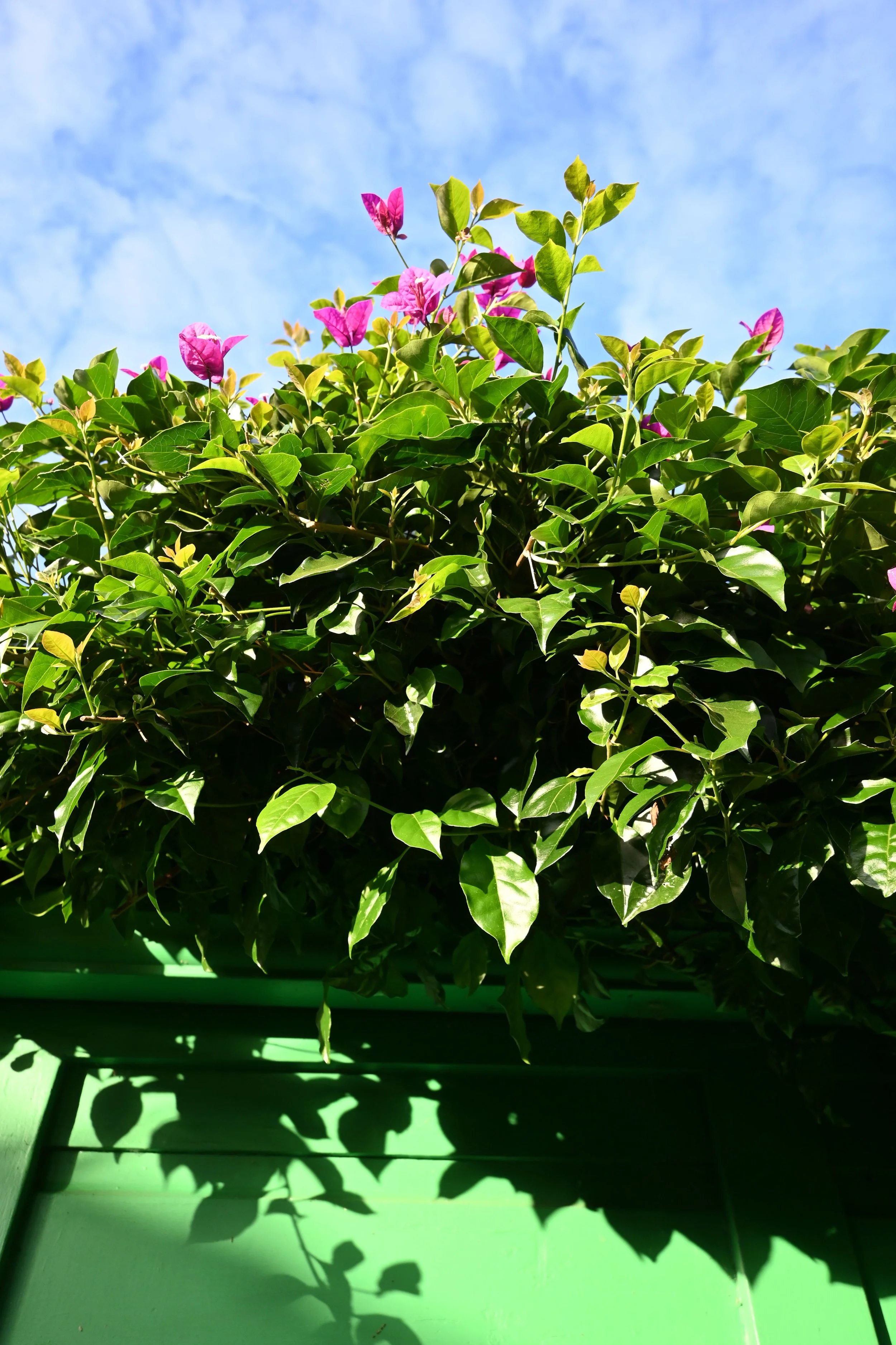 Green bush with pink flowers against a blue sky, casting shadows on a green wall.