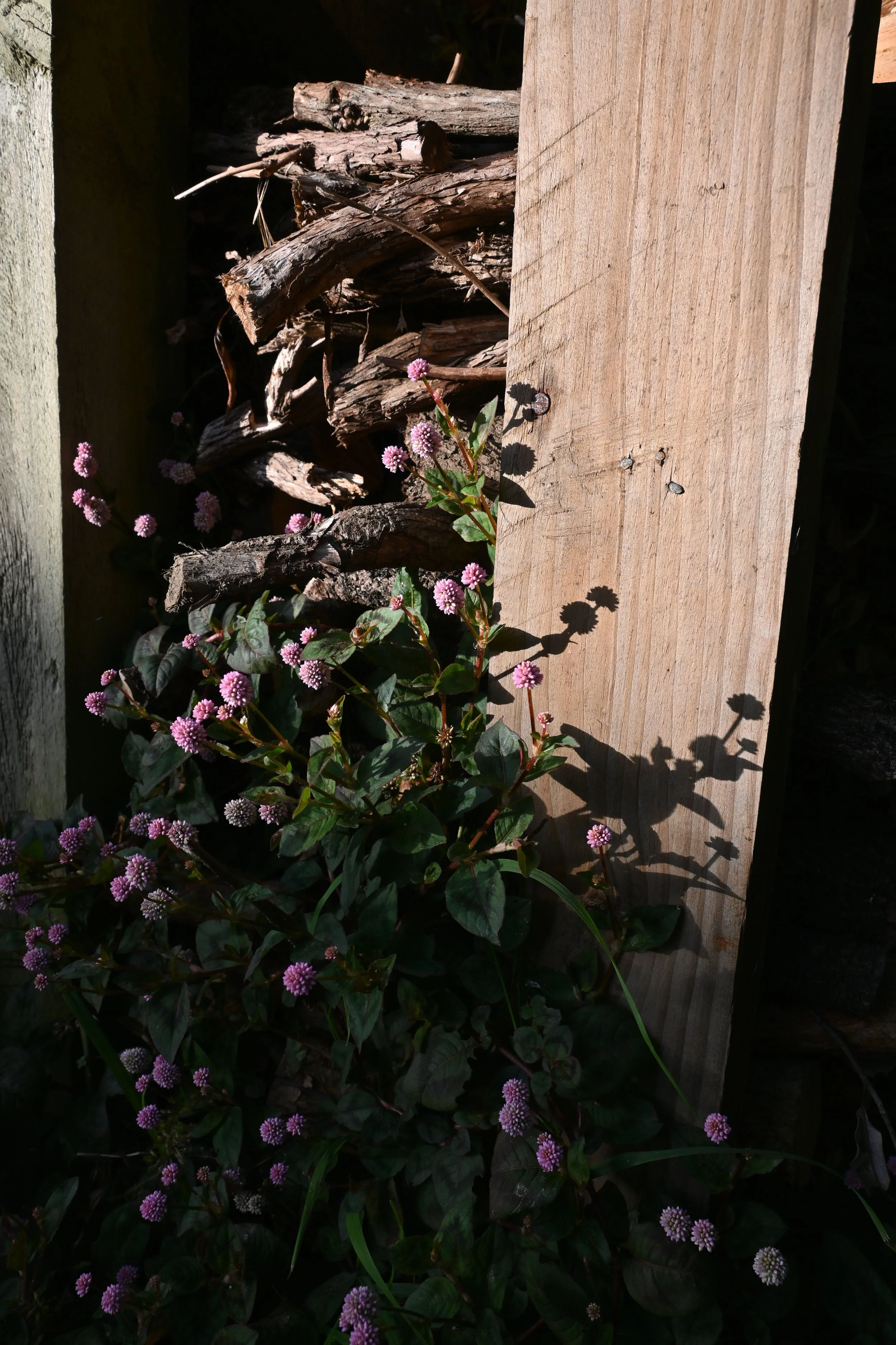 A close-up of a wooden fence with pink and white small, round flowers growing beneath and around it, casting shadows on the wood.