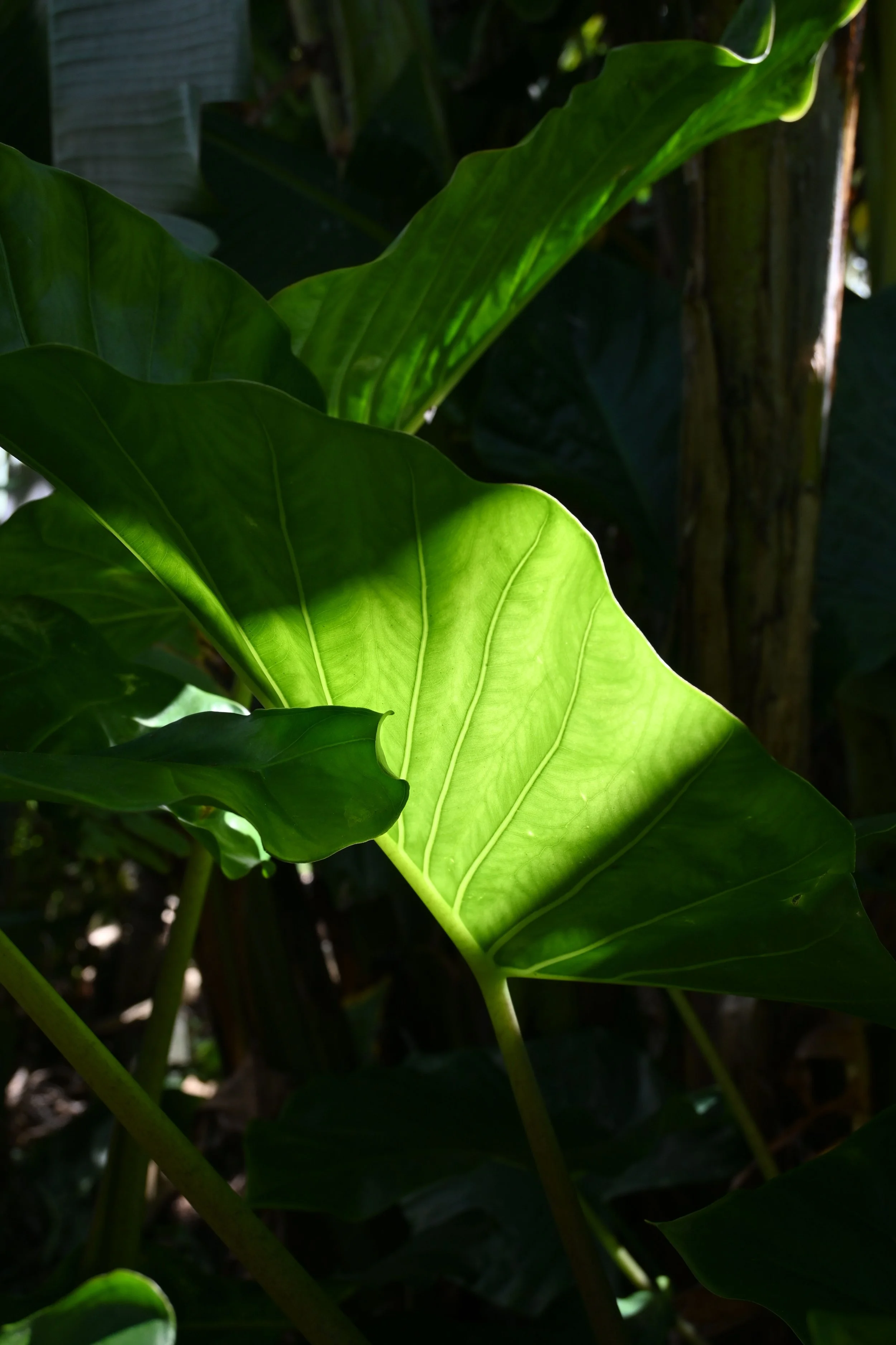 Close-up of large green tropical leaves, some partially illuminated by sunlight, with a dark background of other foliage.
