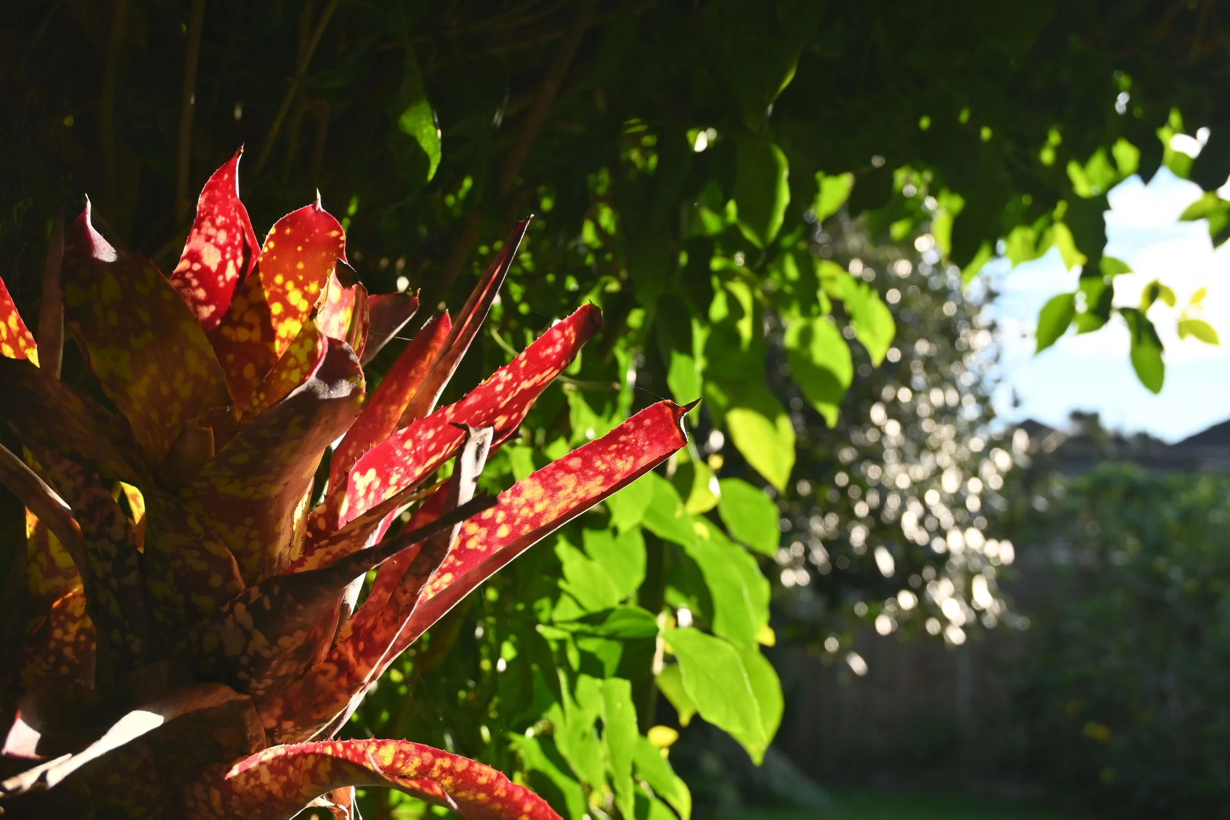 Close-up of red and yellow speckled plant leaves with green foliage in the background, sunlight shining through.
