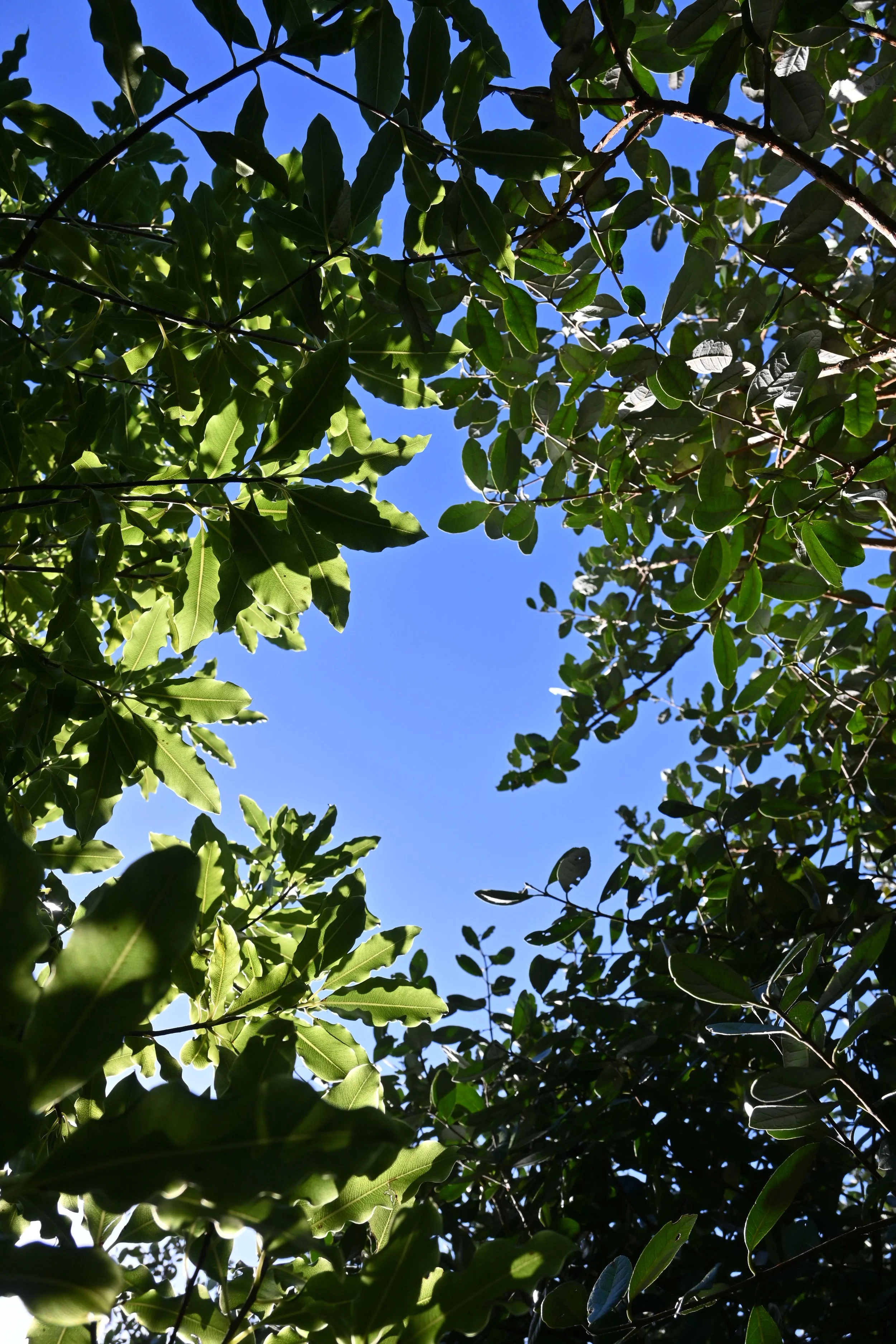 View of green leaves and tree branches against a blue sky.