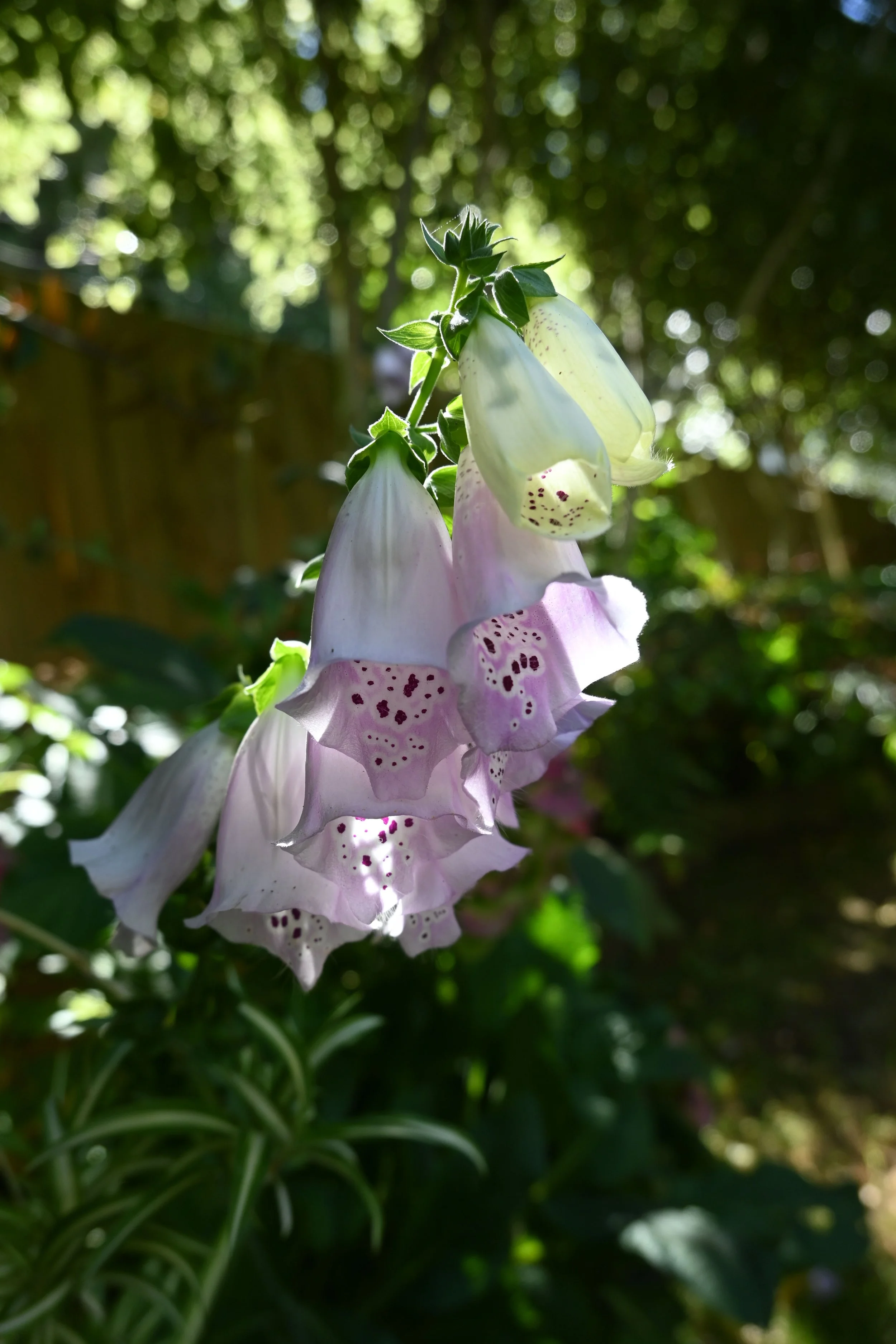 Close-up of foxglove flowers with pale pink and white petals, dark speckles, and green leaves in a garden setting.