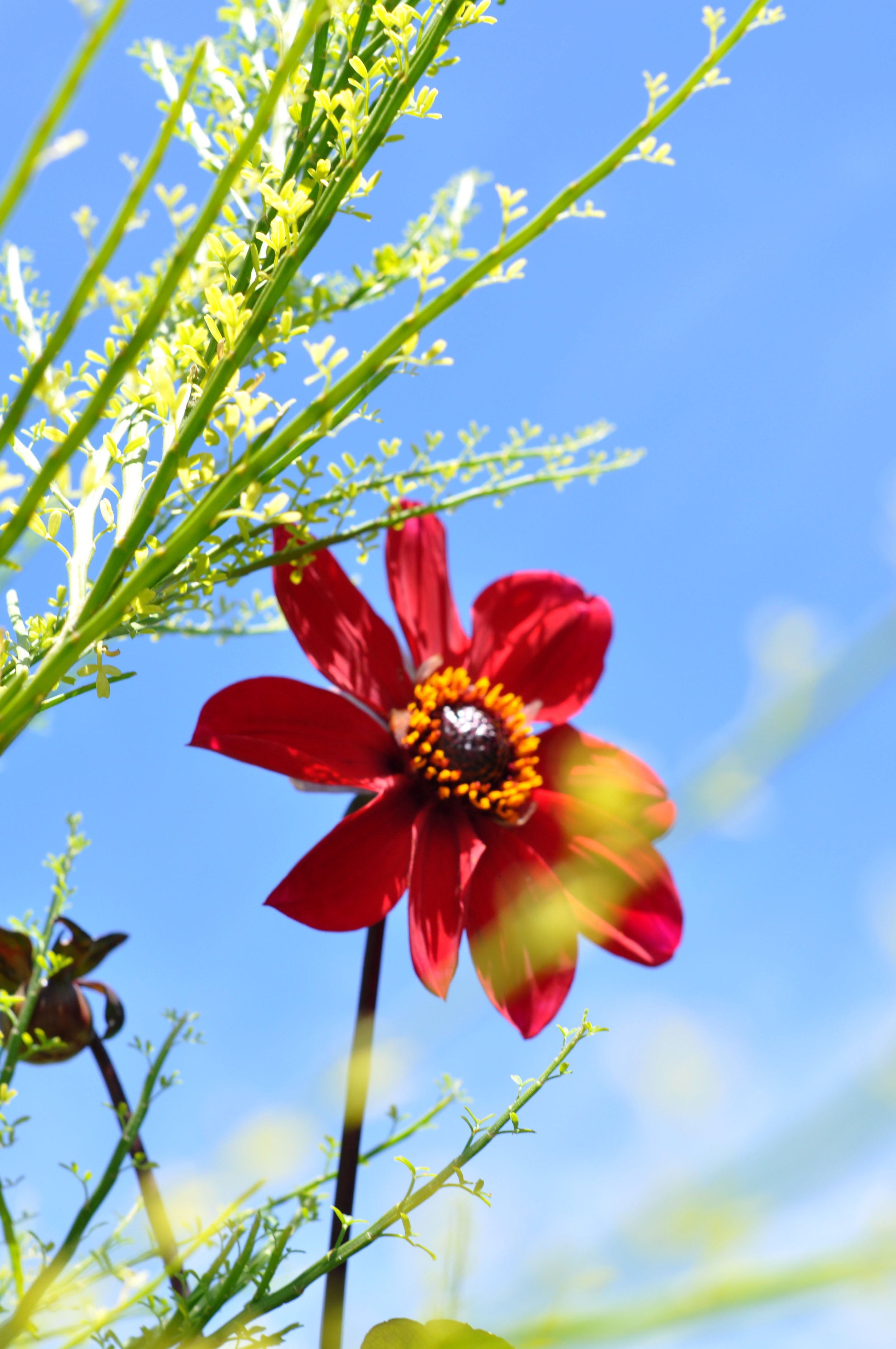 Bright red flower with yellow and black center against a clear blue sky, surrounded by green stems and small yellow-green leaves.