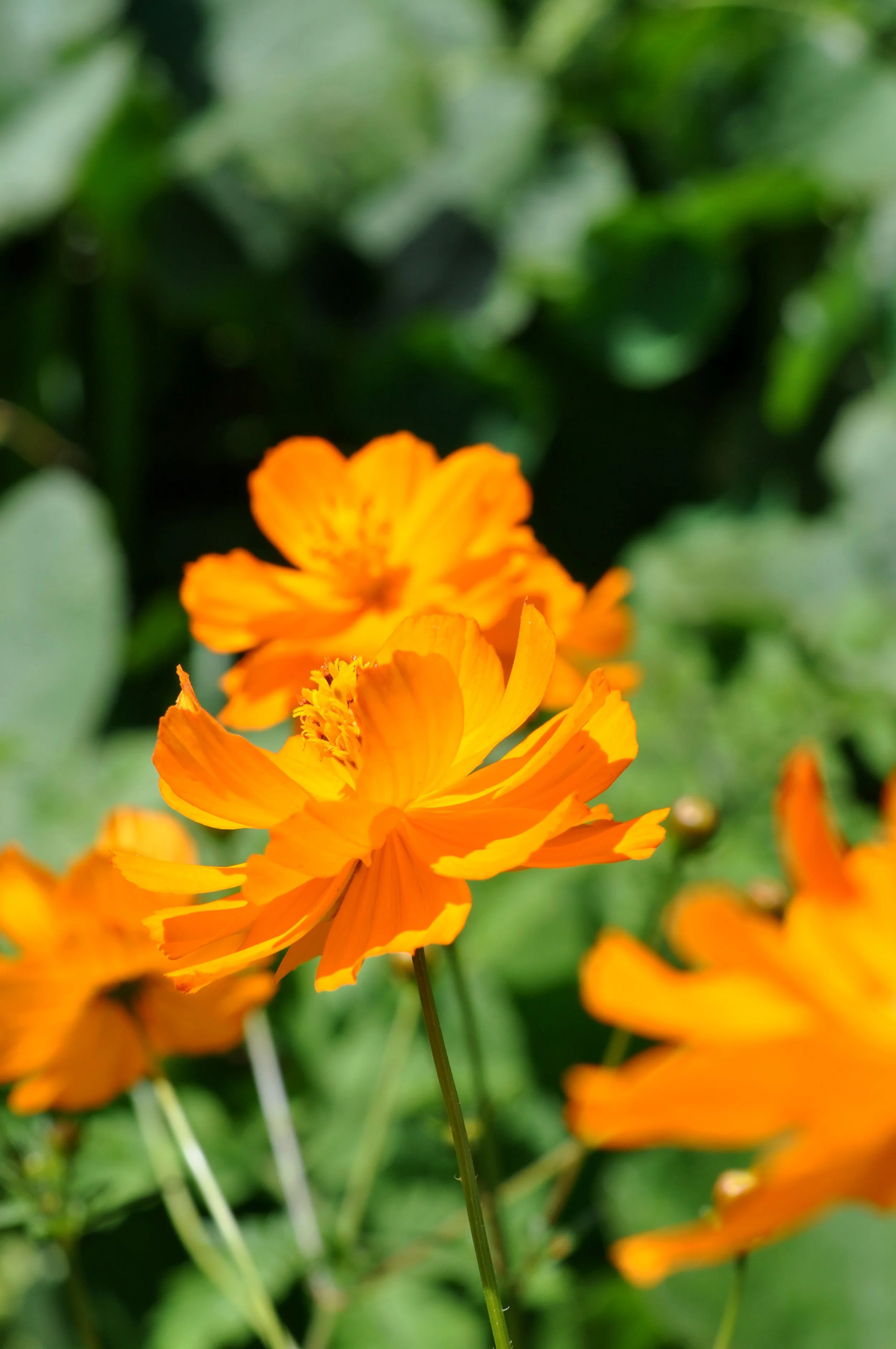Close-up of orange flowers with green blurred background.