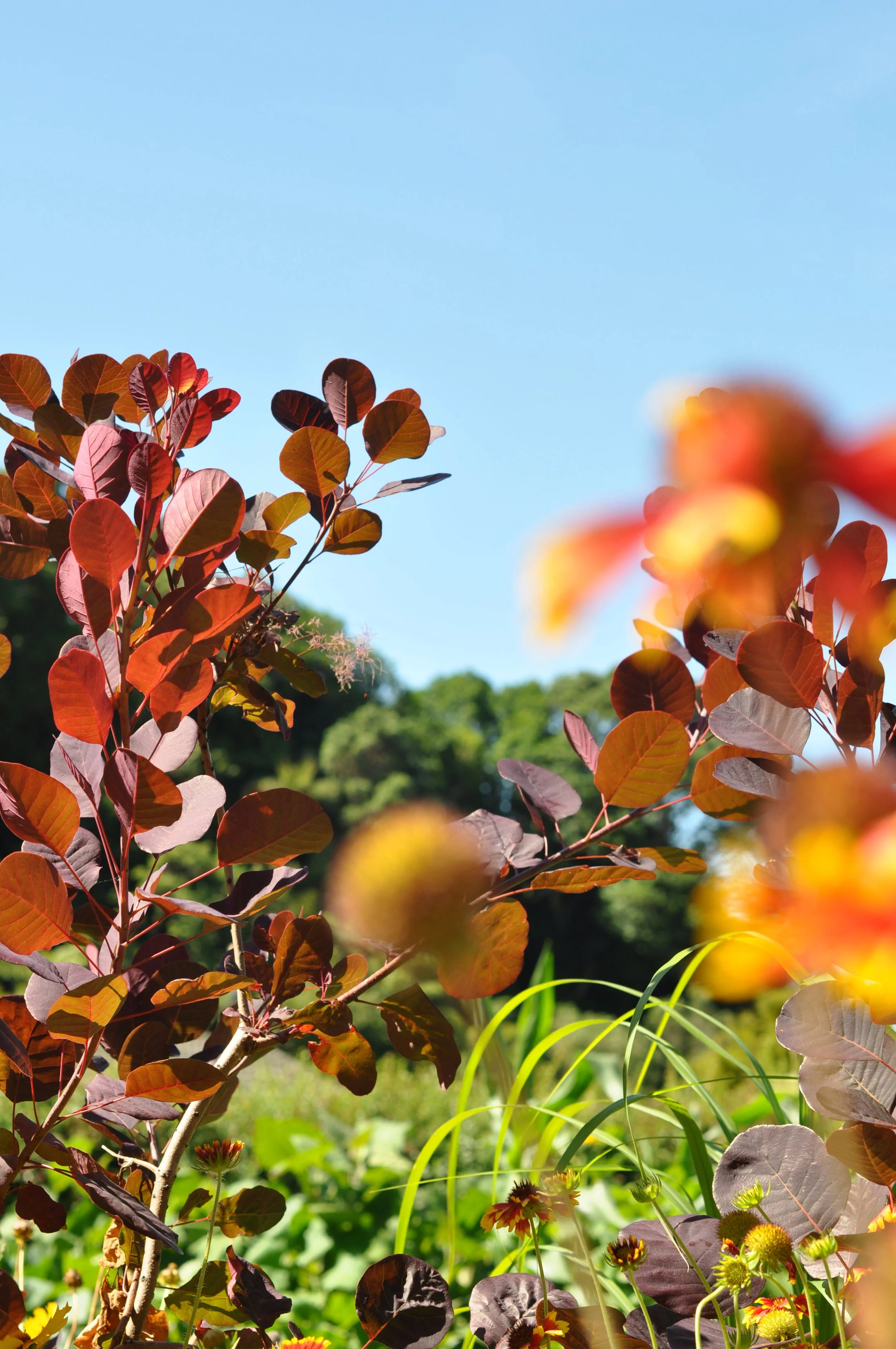 Close-up of red and orange leaves on a bush with a clear blue sky in the background.