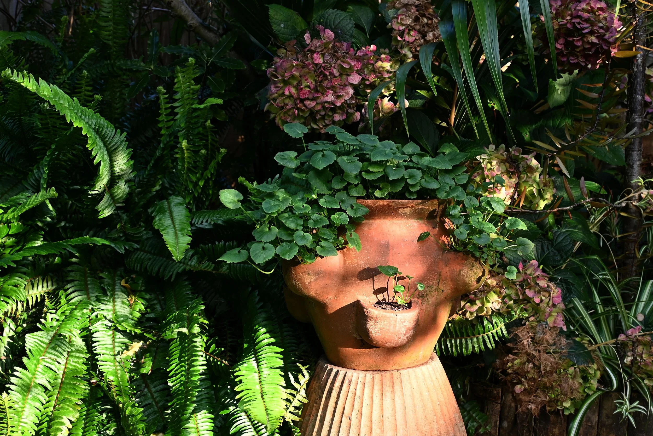 A terracotta garden pot with small green leafy plants on a pedestal, surrounded by lush green ferns and various tropical plants in a garden setting.