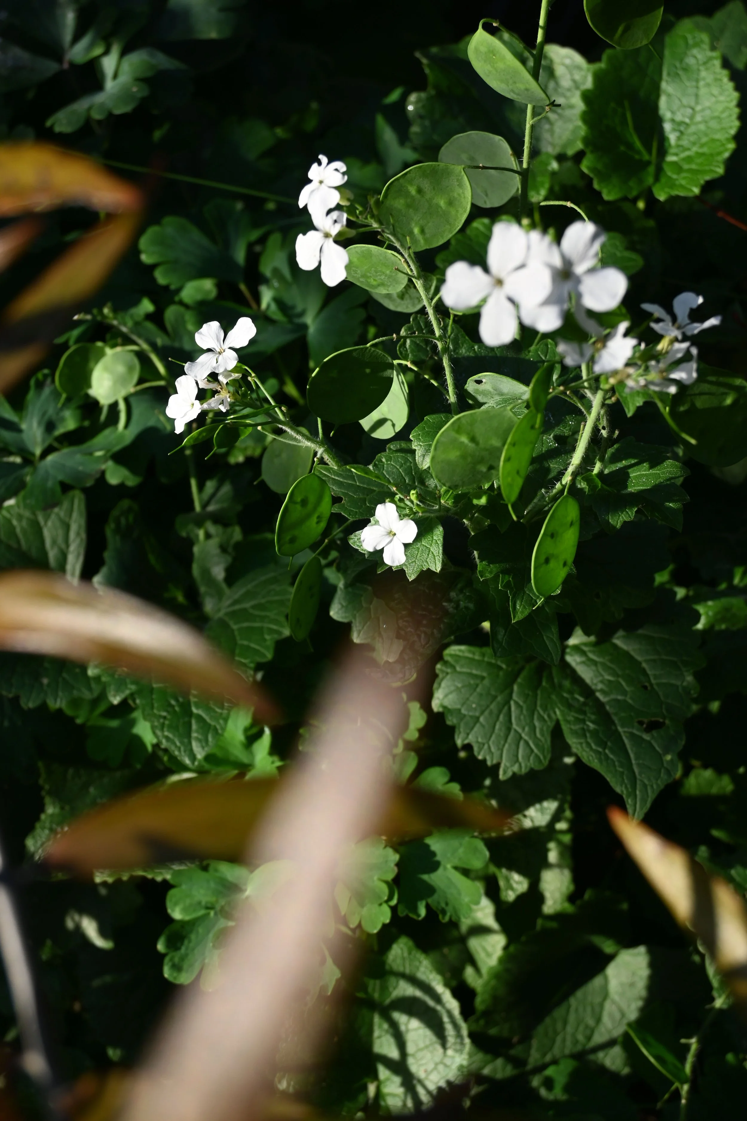 Close-up of white flowers and green leaves on a plant, with some blurred elements in the foreground.