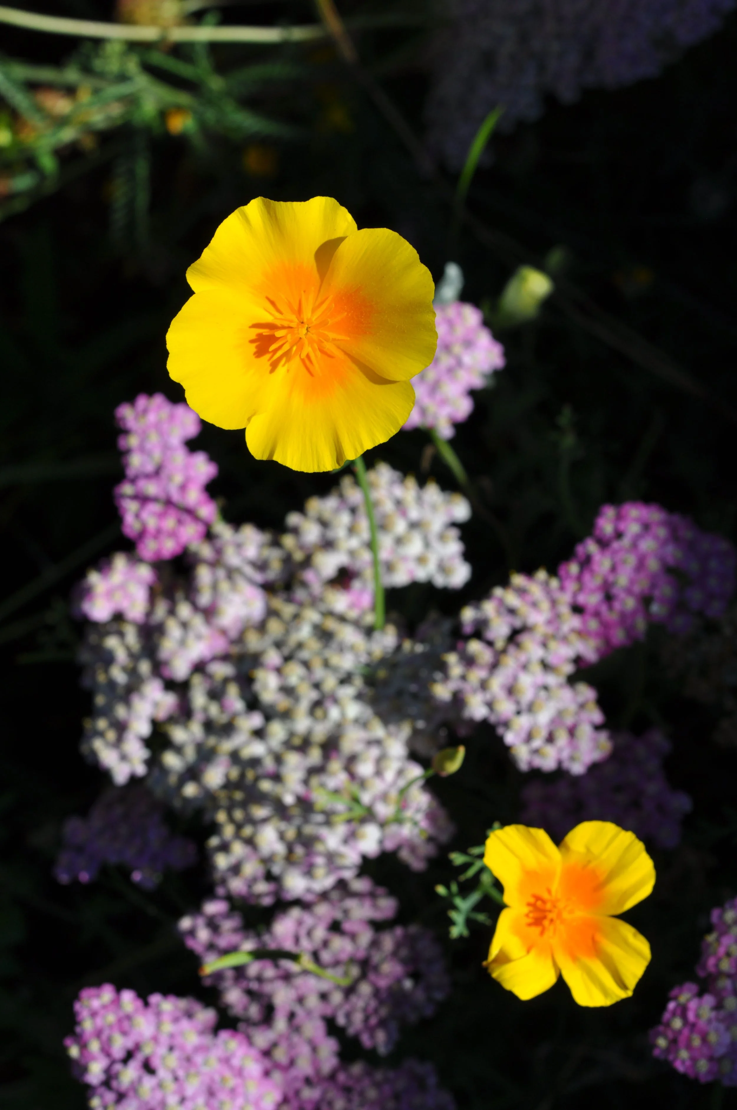 Yellow flower with orange center and pink and purple flowers in dark background.