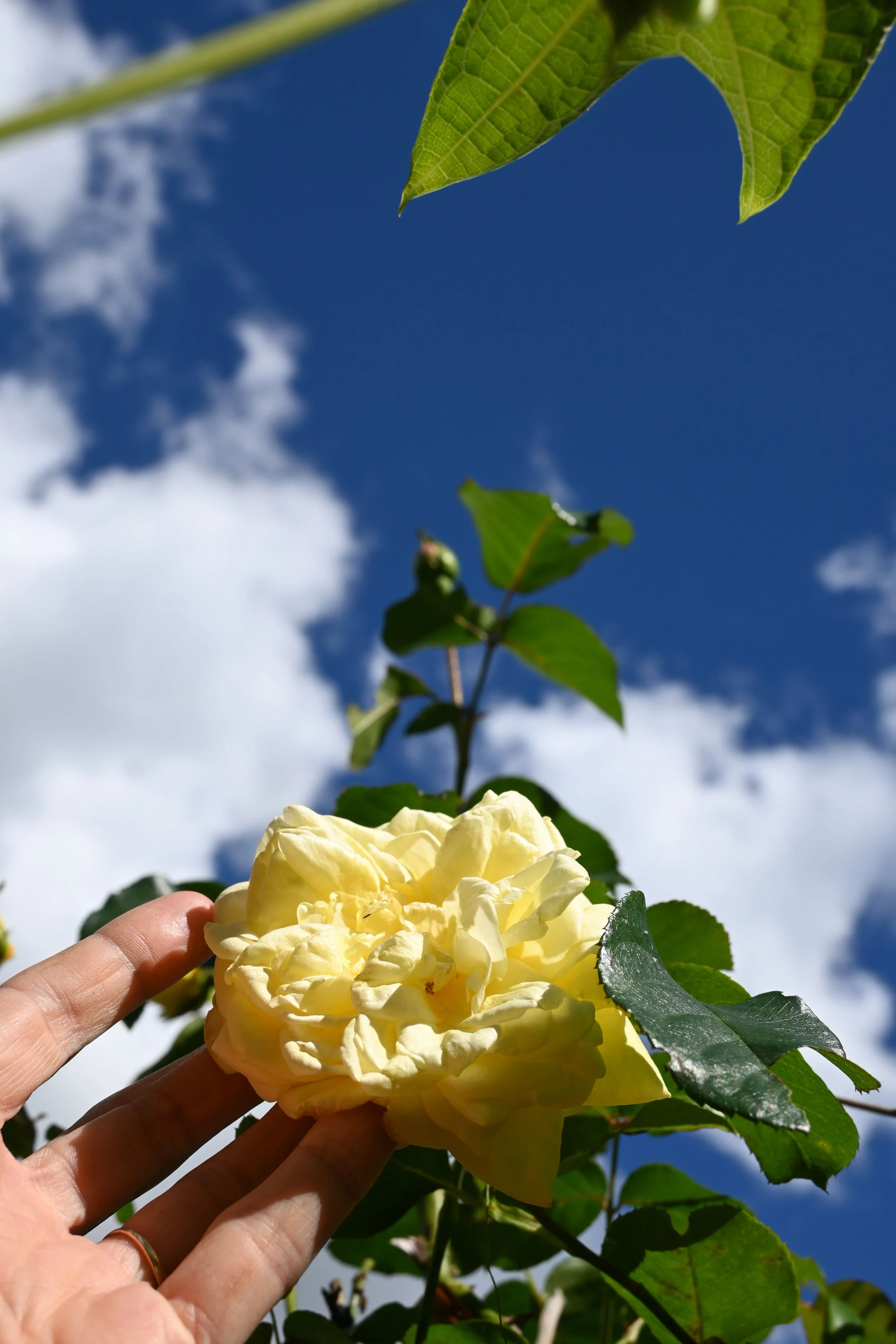 Close-up of a person's fingers holding a large, pale yellow flower with lush green leaves against a bright blue sky with some white clouds.