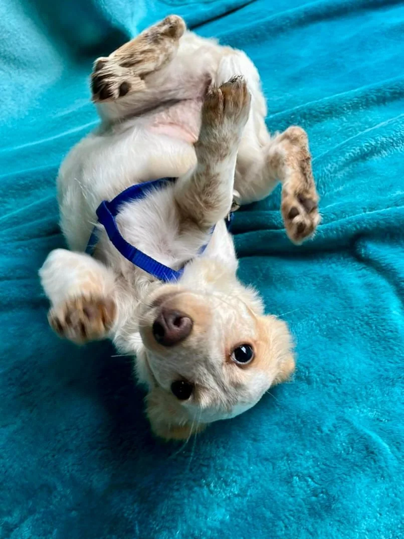 WhatsApp Image 2025-11-18 at 11.34.48 (3).jpeg