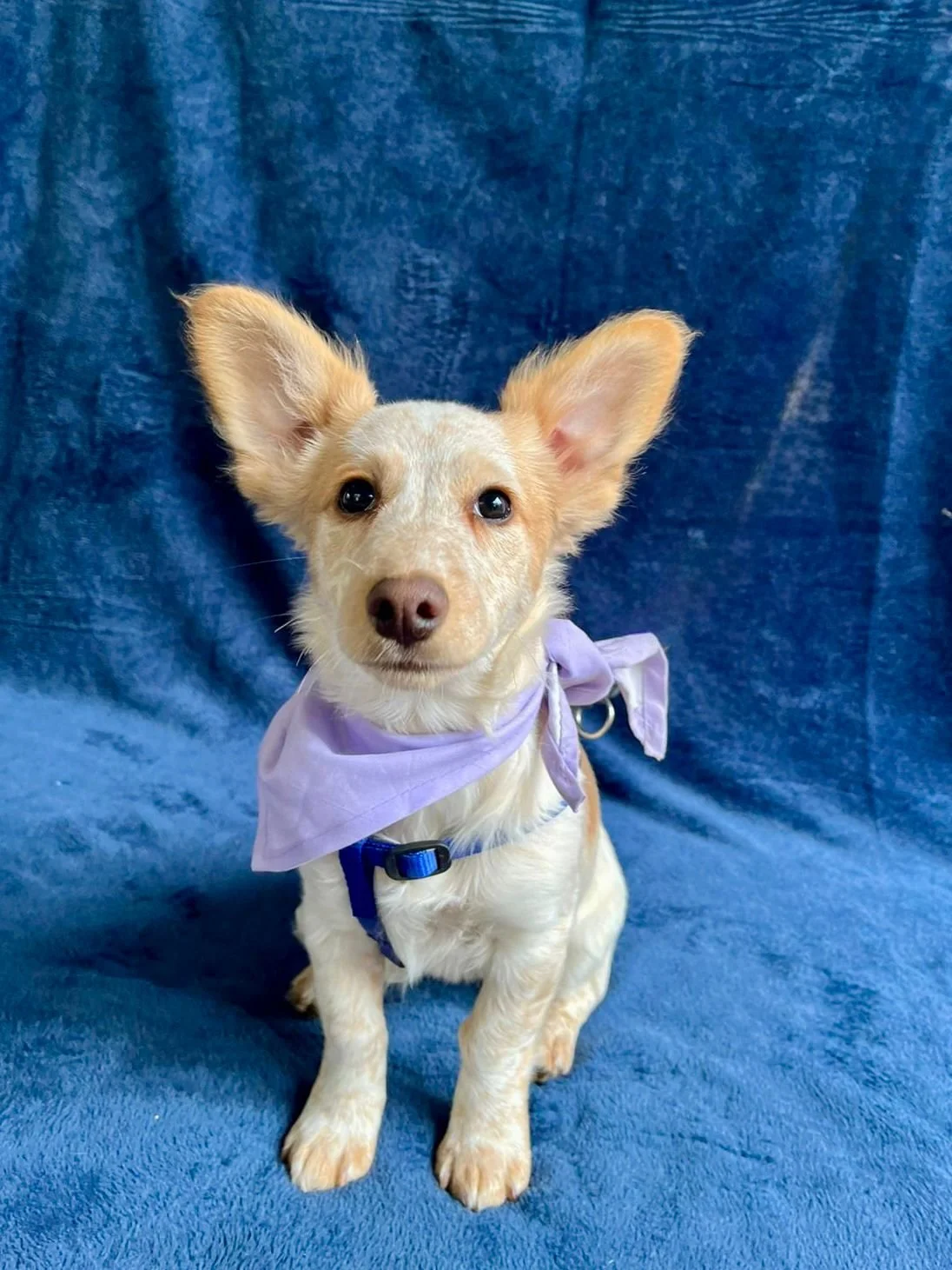 WhatsApp Image 2025-11-18 at 11.34.49 (1).jpeg