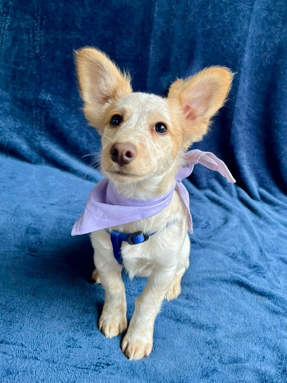 WhatsApp Image 2025-11-18 at 11.34.48.jpeg