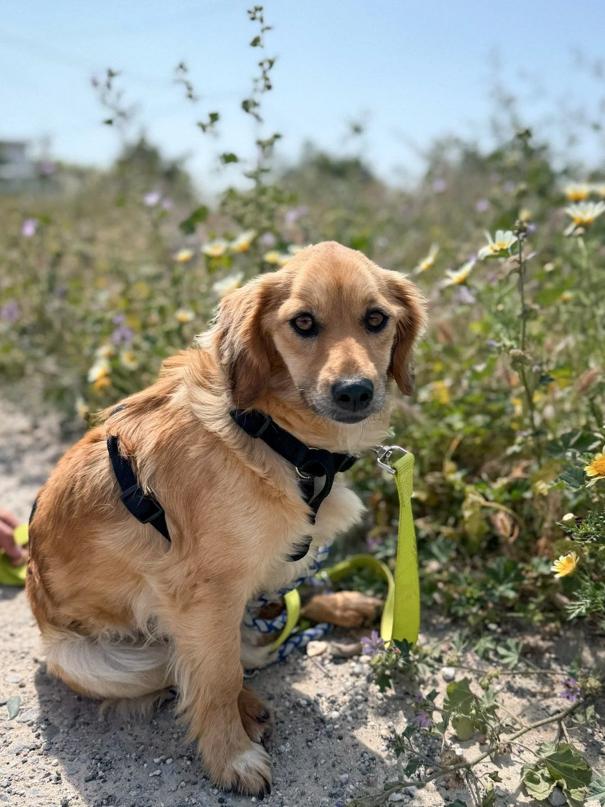 Leni