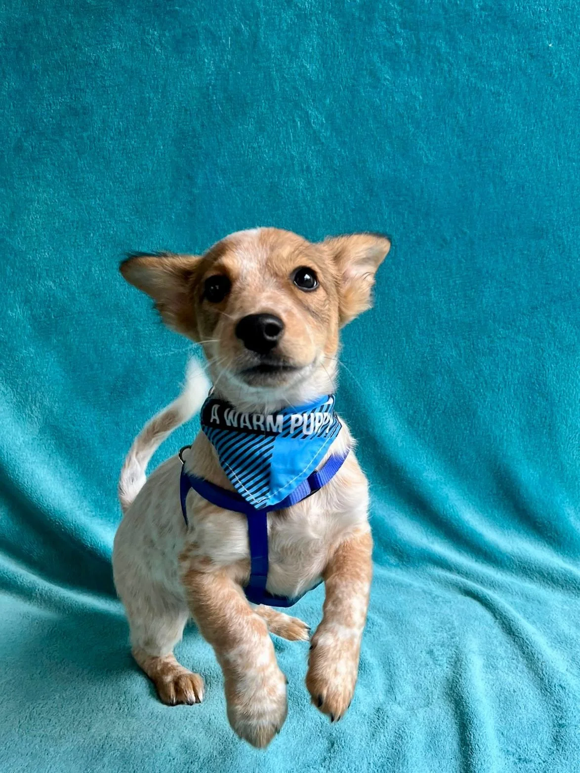 WhatsApp Image 2025-11-18 at 09.53.24 (1).jpeg