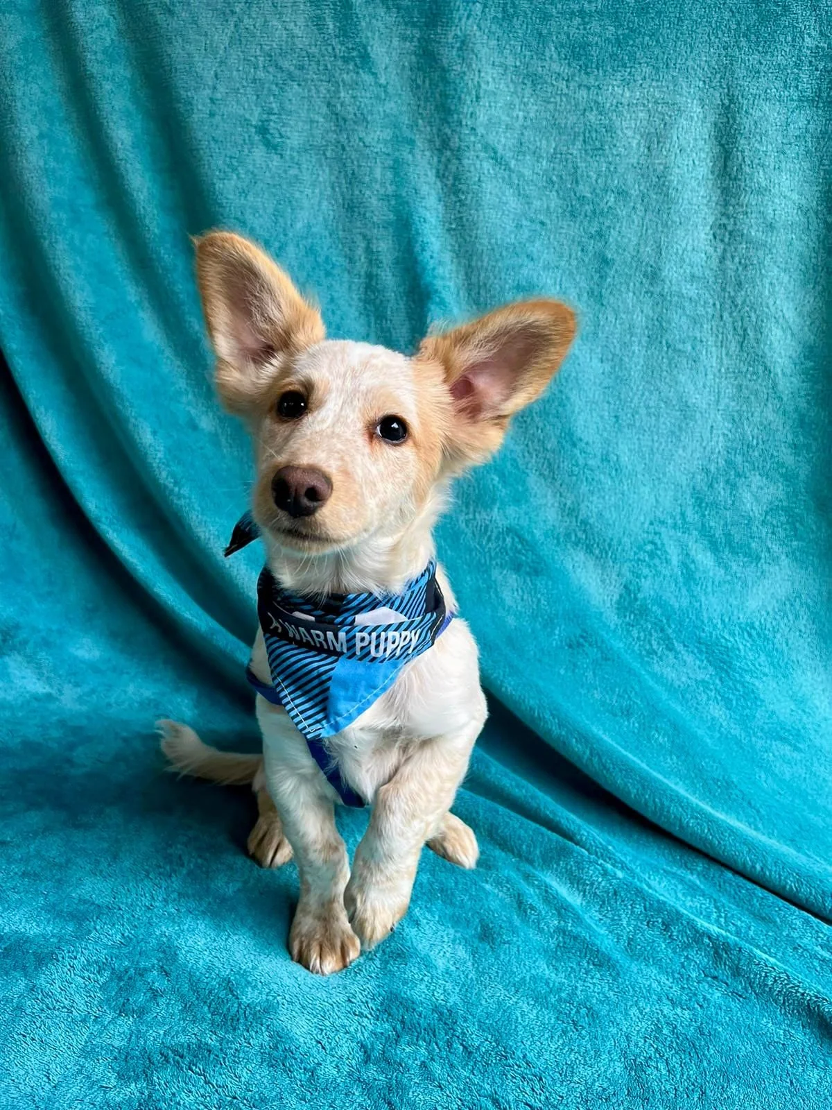 WhatsApp Image 2025-11-18 at 11.34.49.jpeg