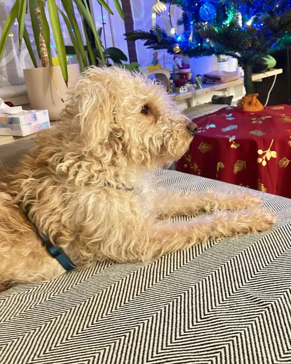 WhatsApp Image 2025-12-31 at 11.04.37.jpeg