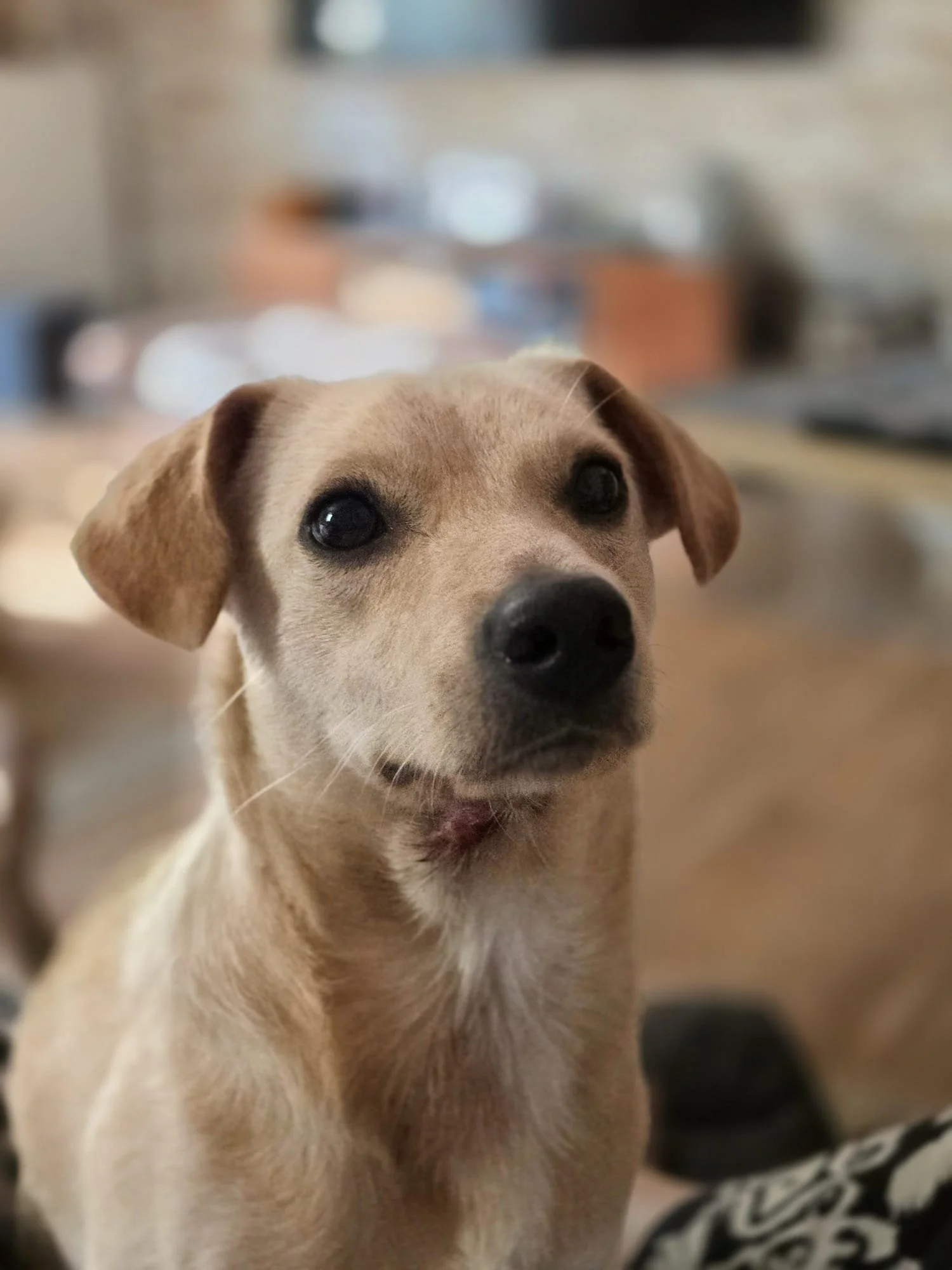 Millie