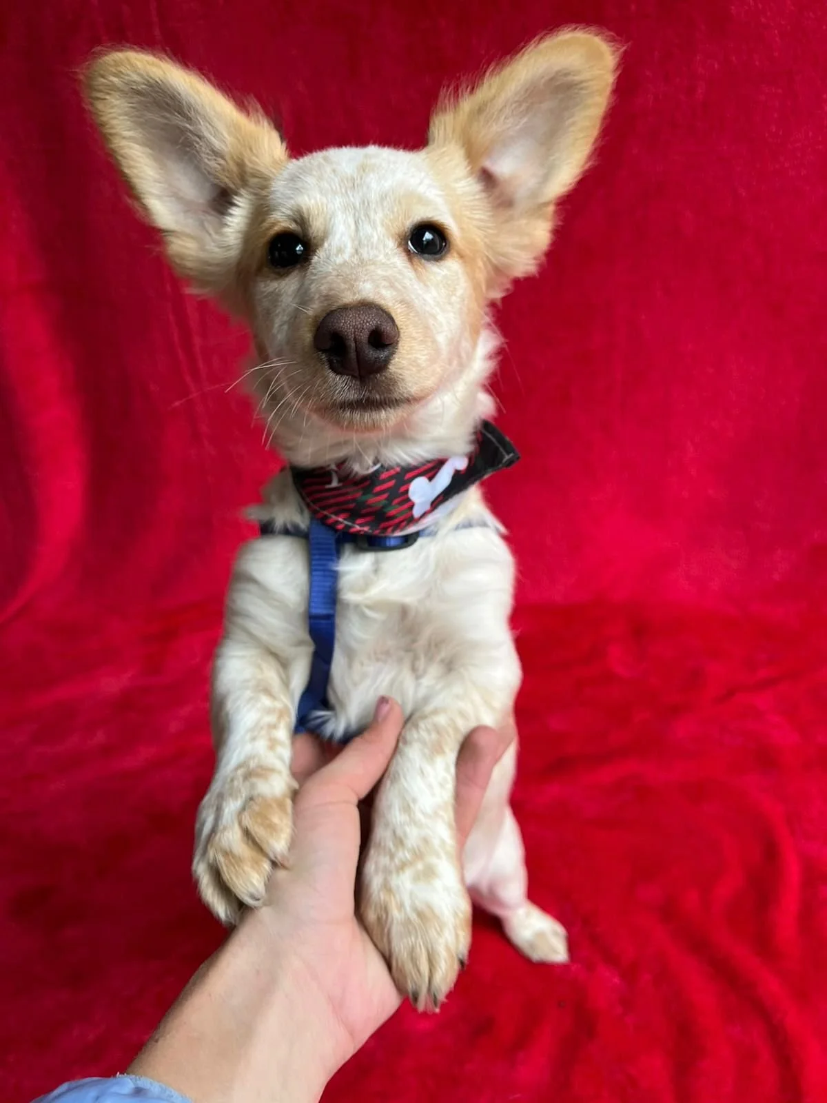 WhatsApp Image 2025-11-18 at 11.34.47.jpeg