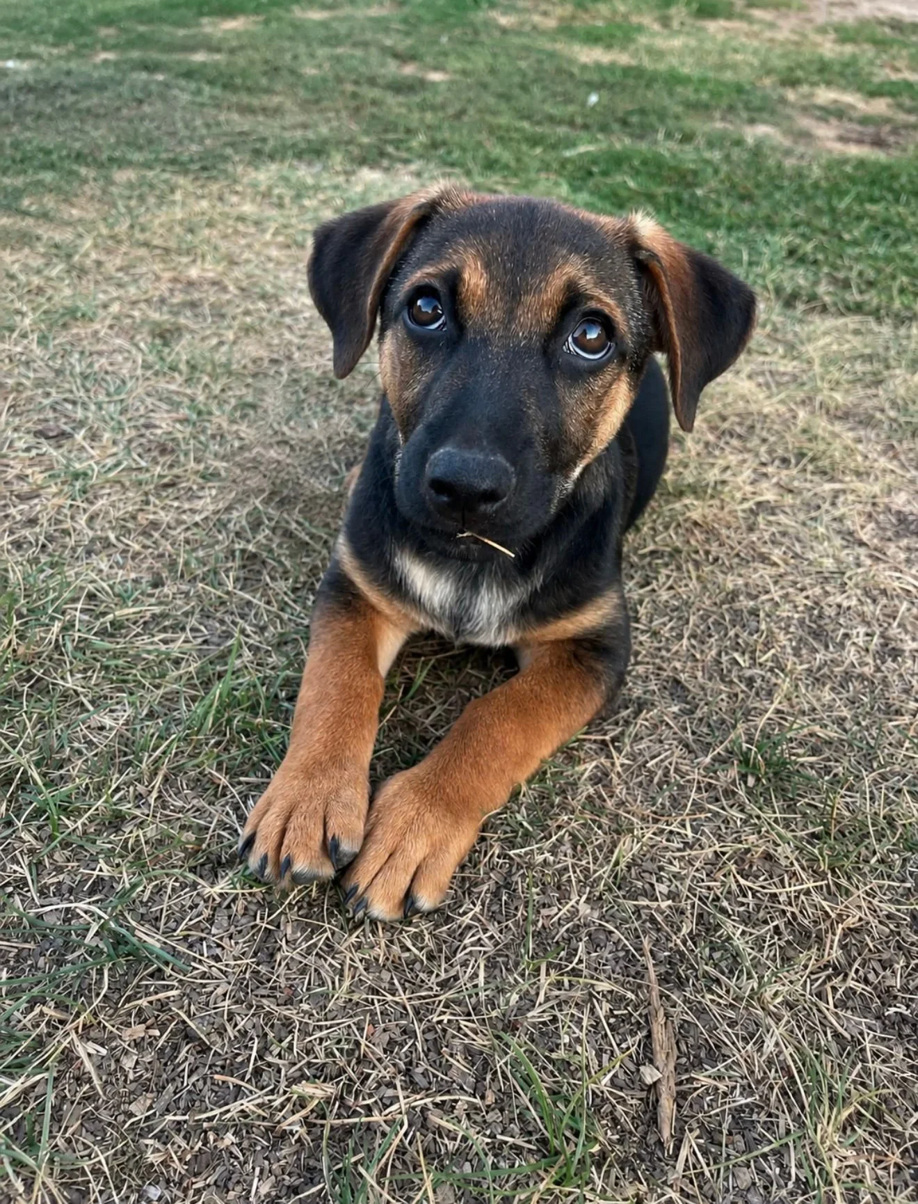 Roko