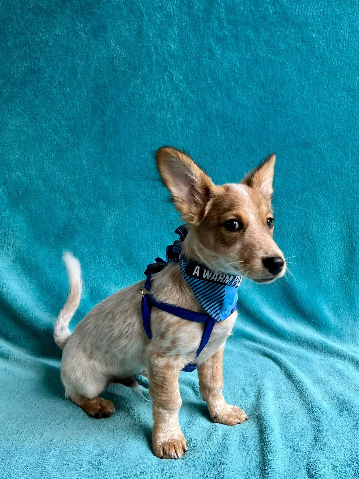 WhatsApp Image 2025-11-18 at 09.53.24.jpeg