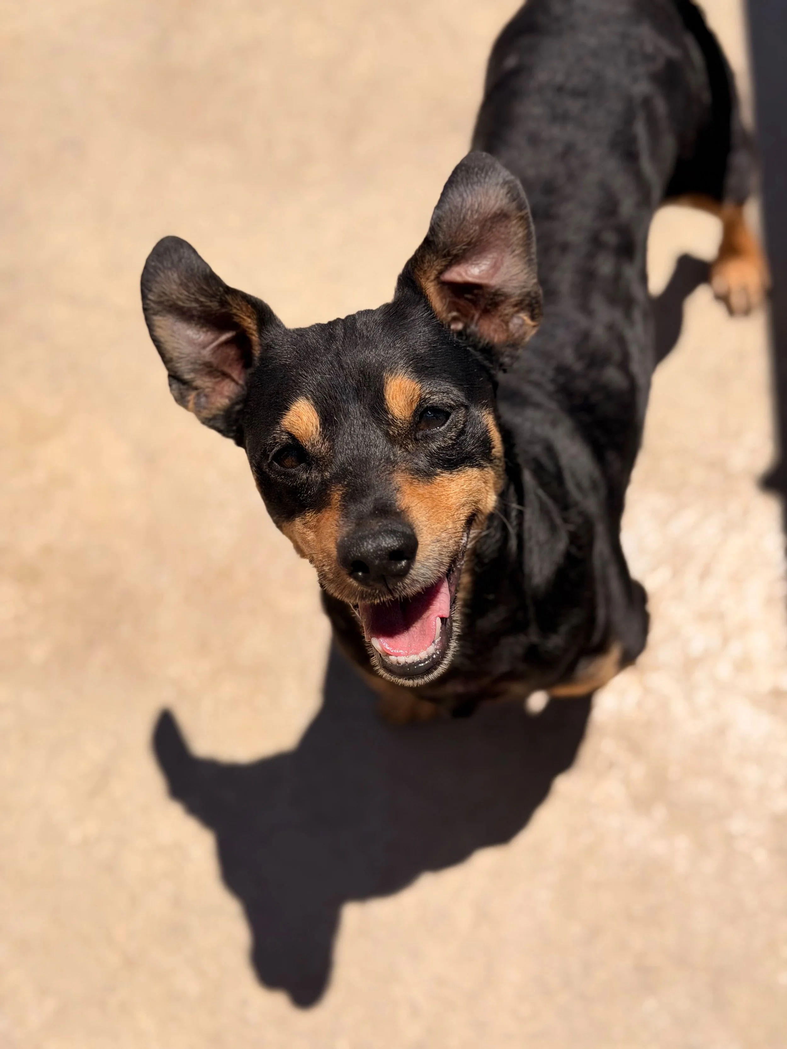 Rambo