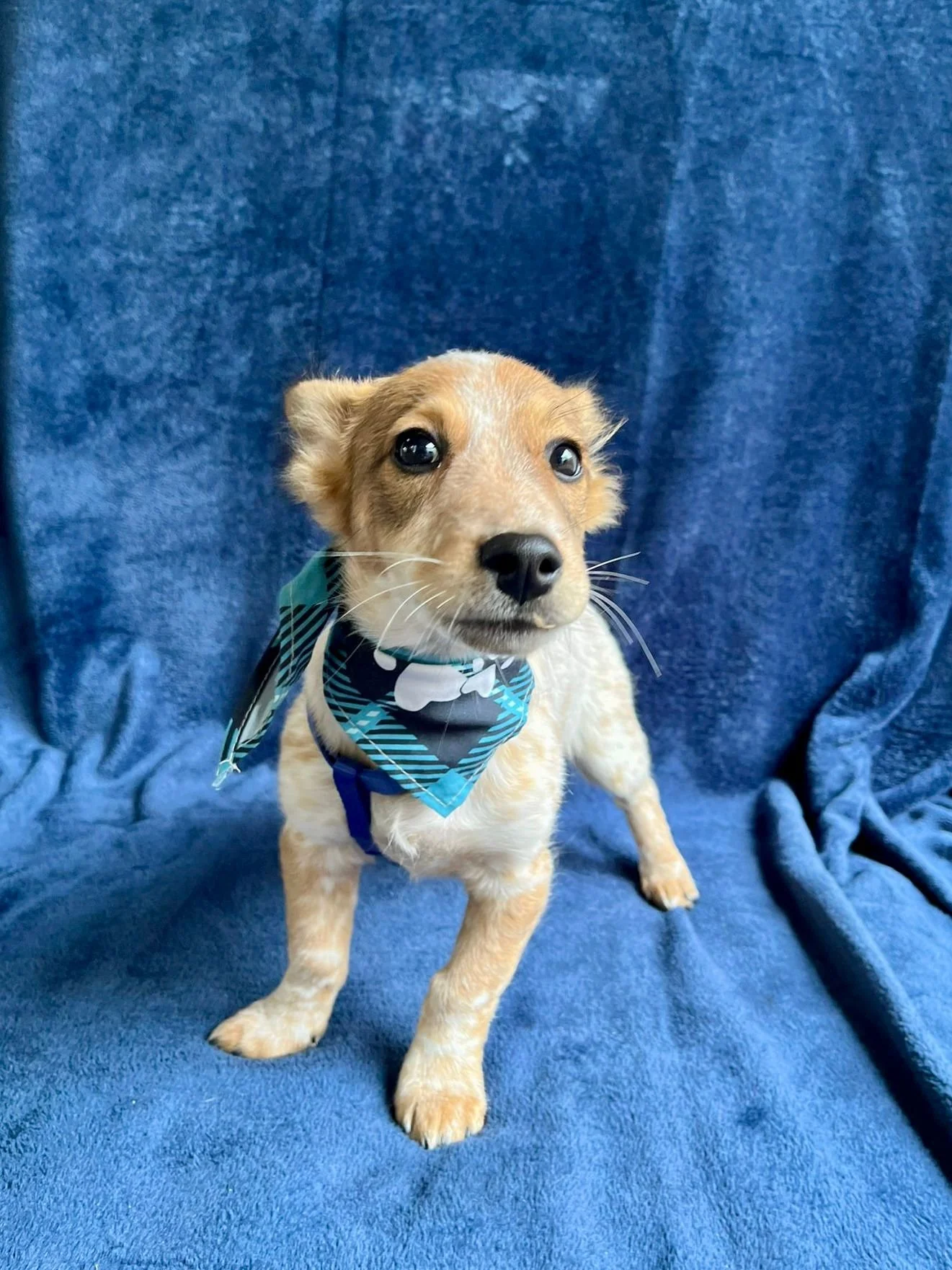 WhatsApp Image 2025-11-18 at 09.53.25 (1).jpeg