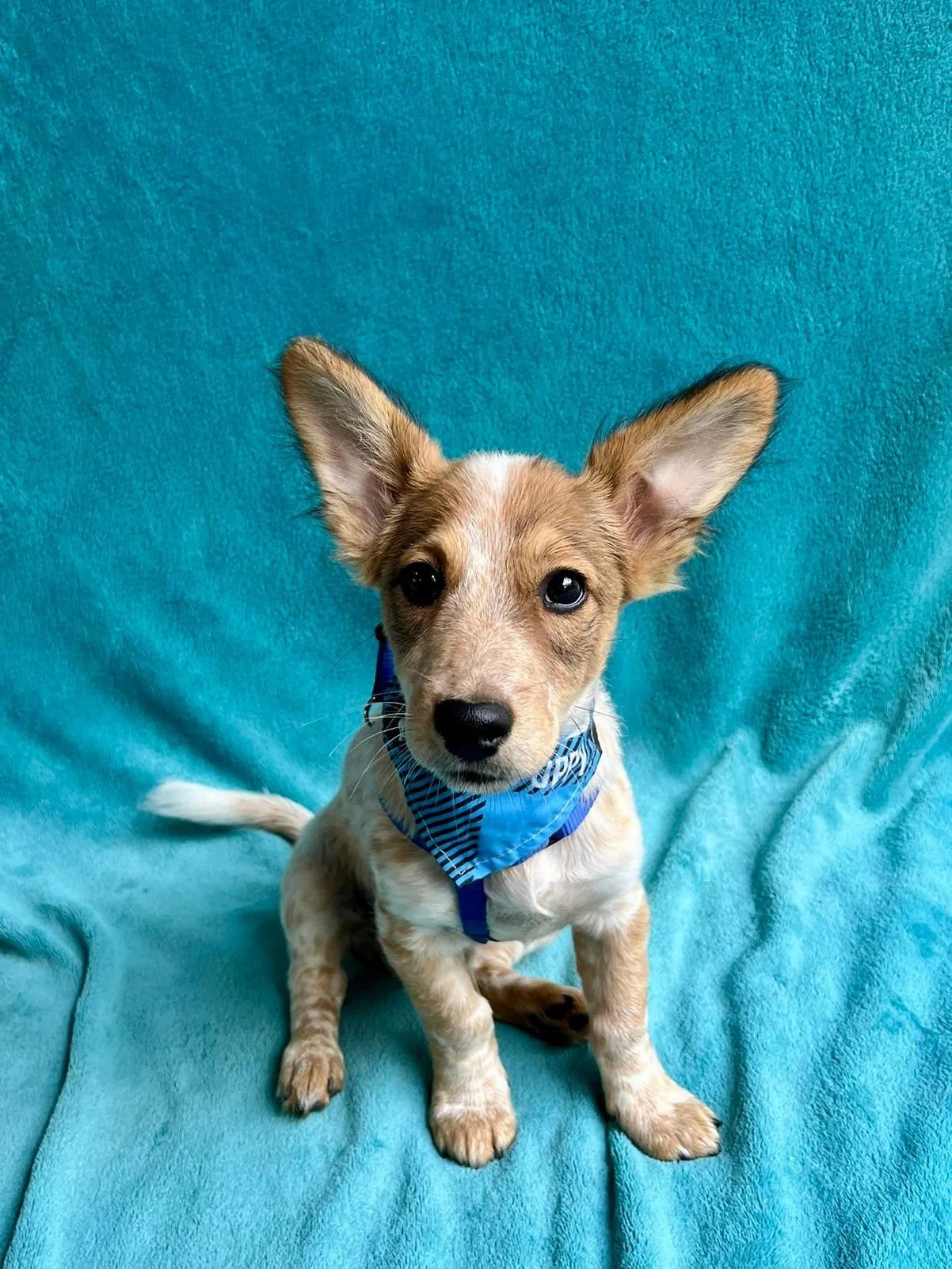 WhatsApp Image 2025-11-18 at 09.53.25.jpeg