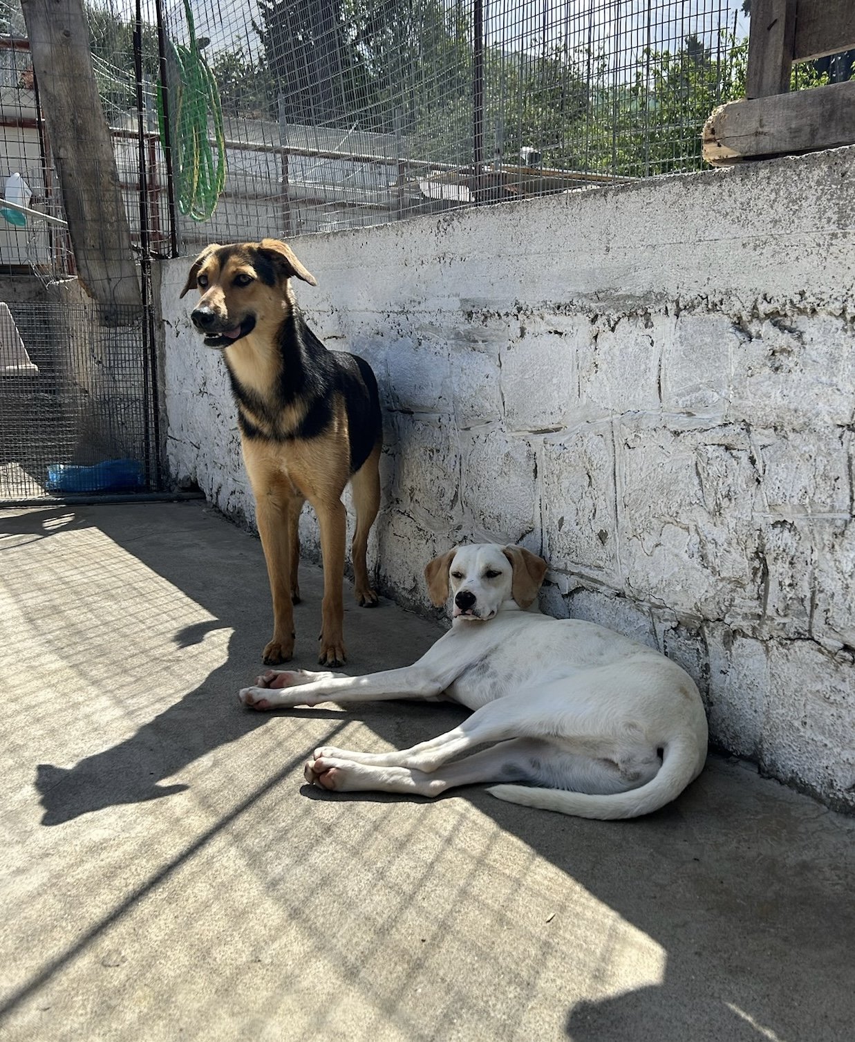 IMG_0265.jpeg
