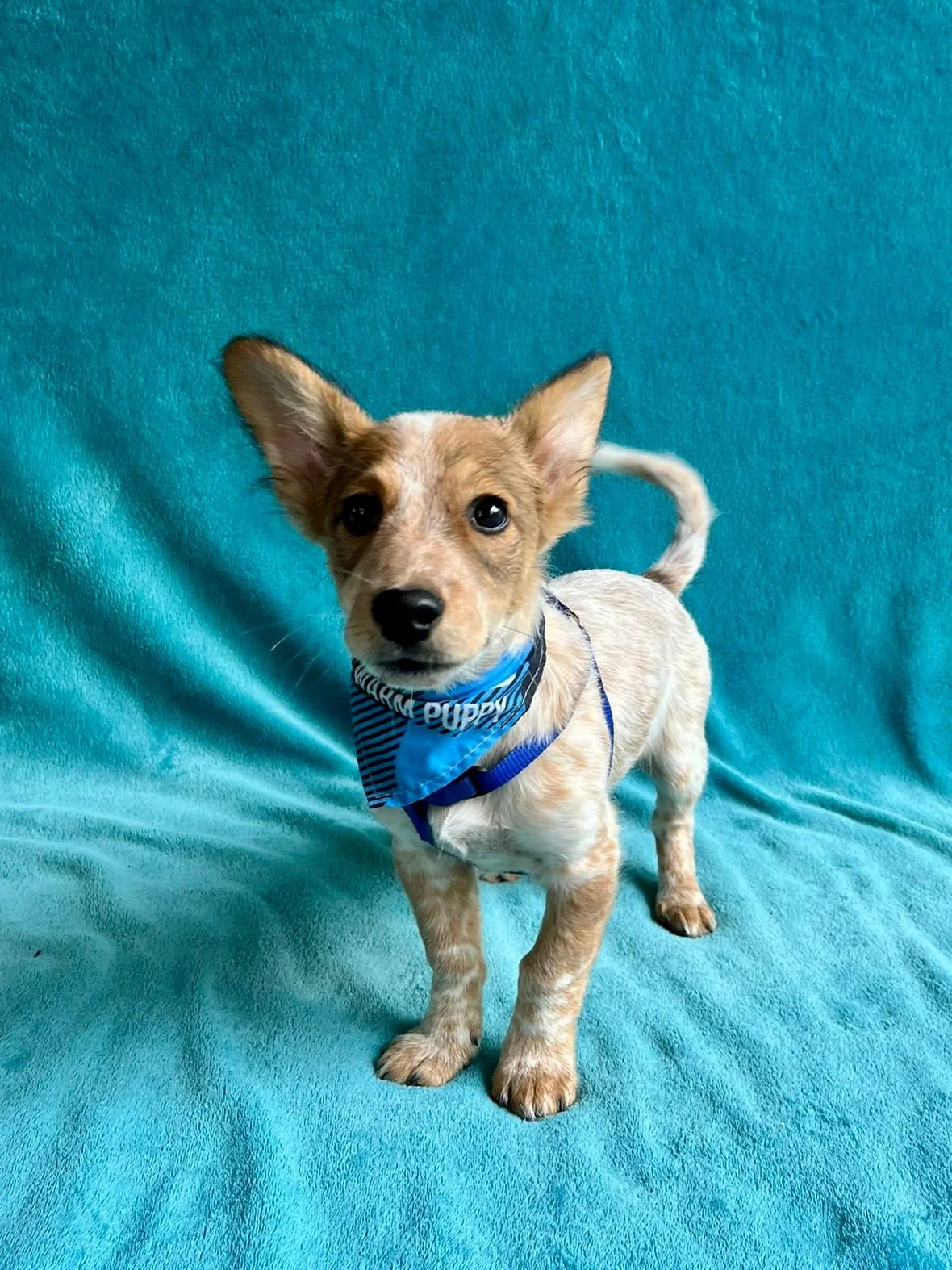 WhatsApp Image 2025-11-18 at 09.53.30 (1).jpeg