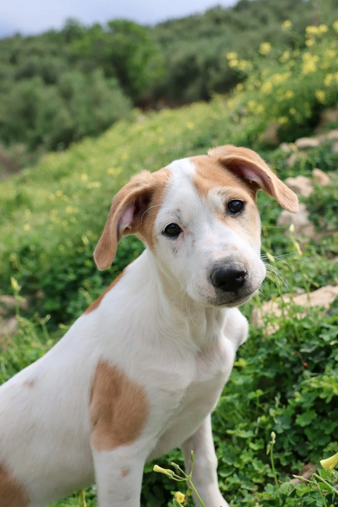 Kali