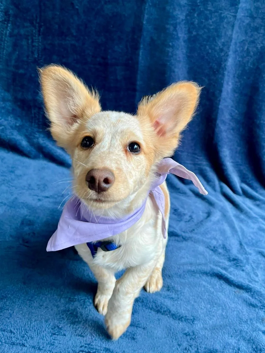 WhatsApp Image 2025-11-18 at 11.34.48 (1).jpeg