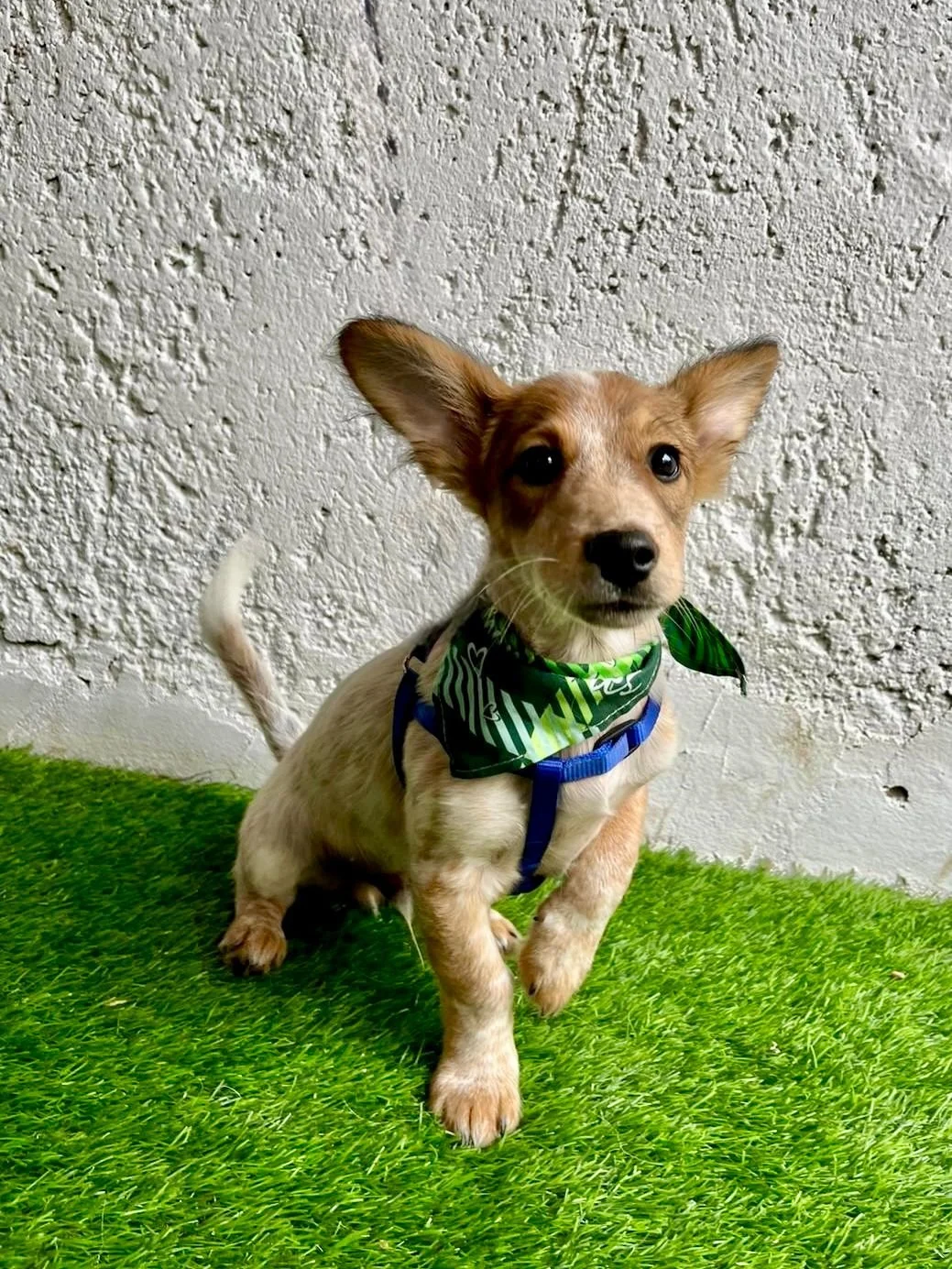 WhatsApp Image 2025-11-18 at 09.53.26 (1).jpeg