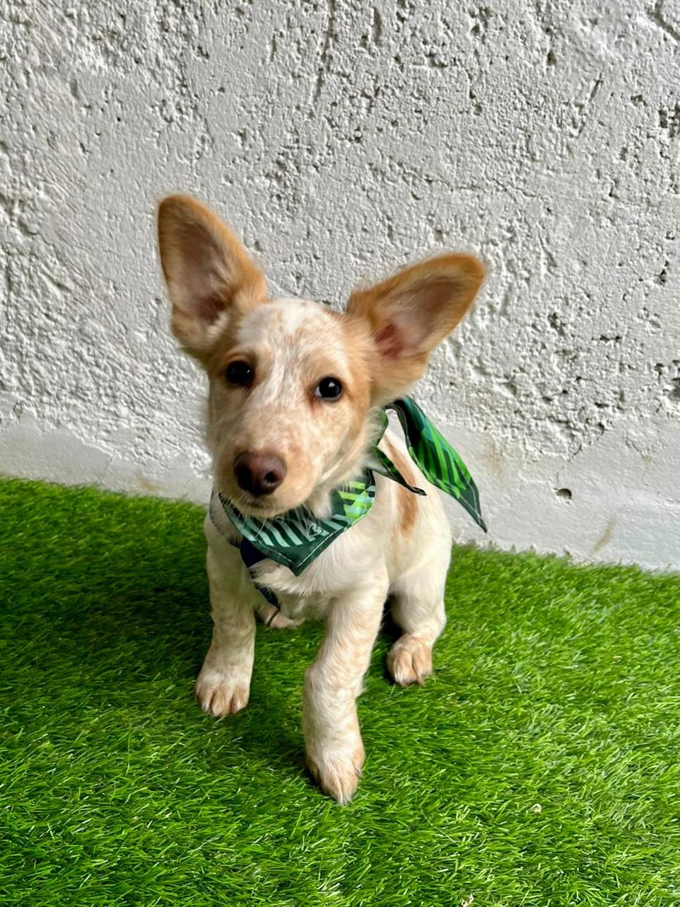 WhatsApp Image 2025-11-18 at 11.34.50.jpeg