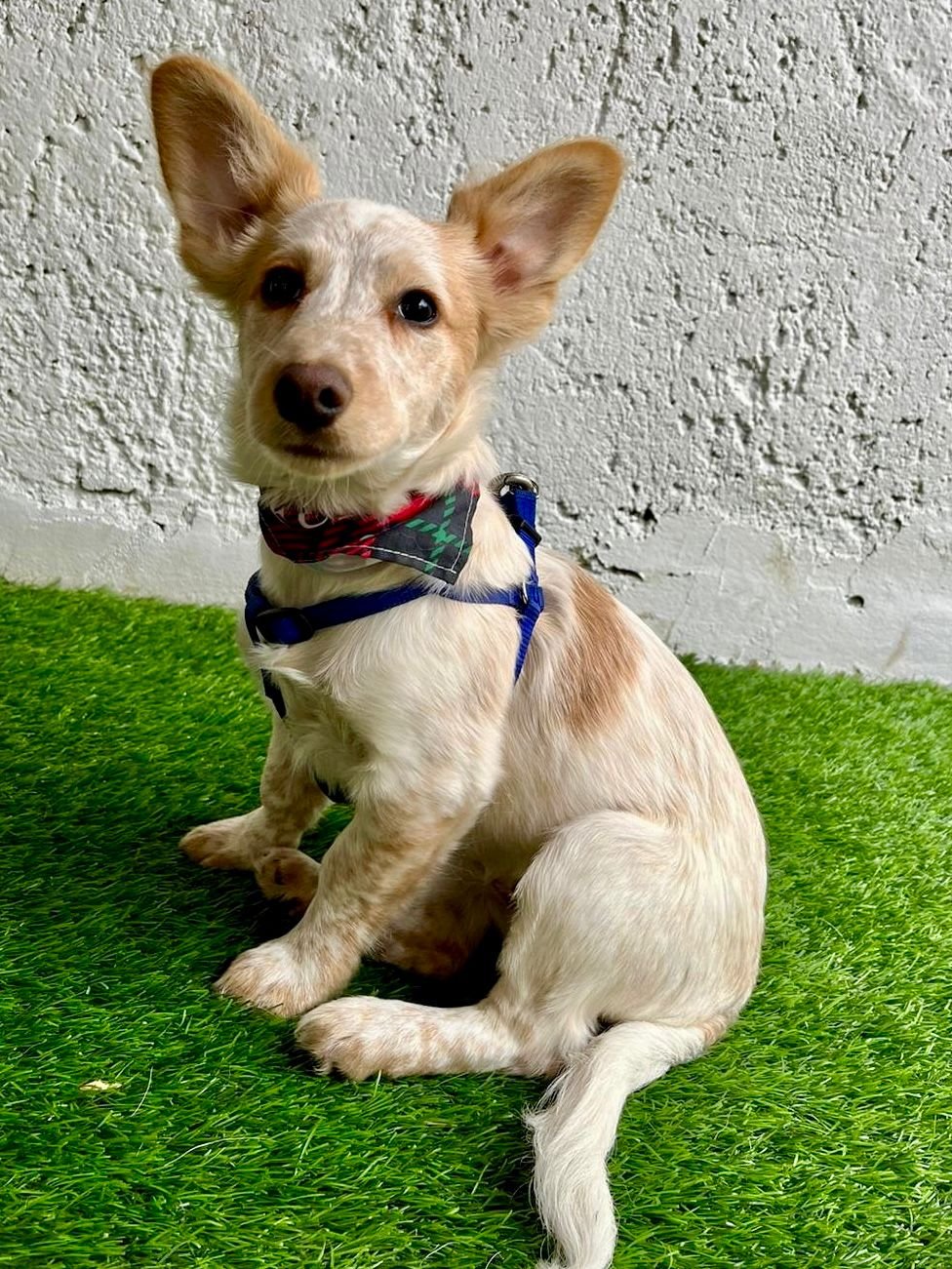 WhatsApp Image 2025-11-18 at 11.34.49 (2).jpeg