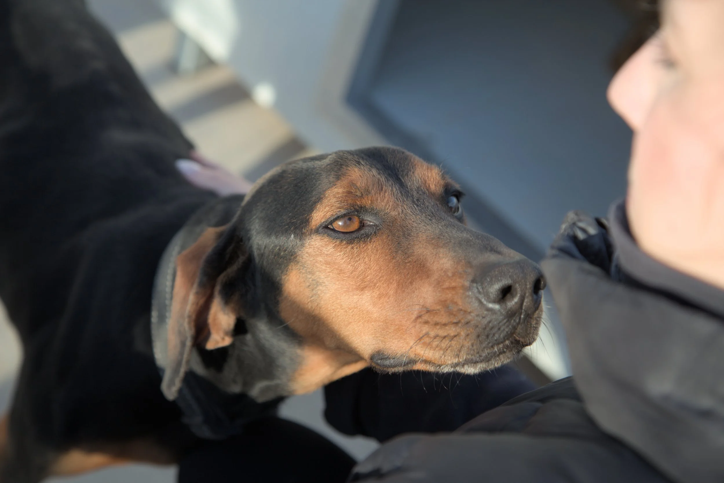 Kostas